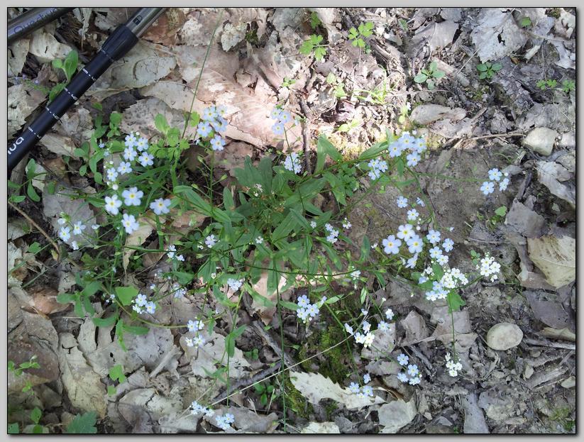 Aiuto identificazione - Myosotis sp.