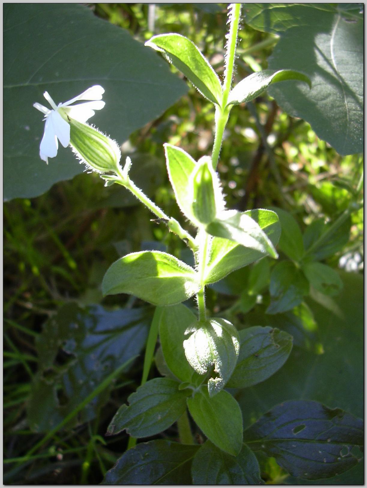 Silene alba