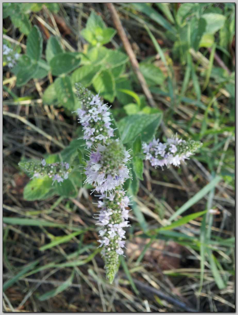 Mentha sp.