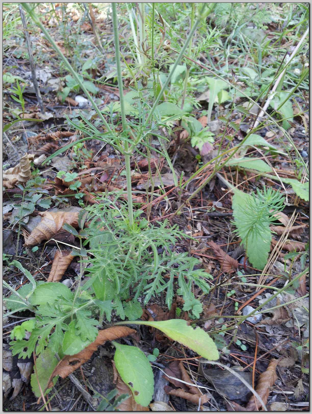 Aiuto identificazione - Scabiosa sp.