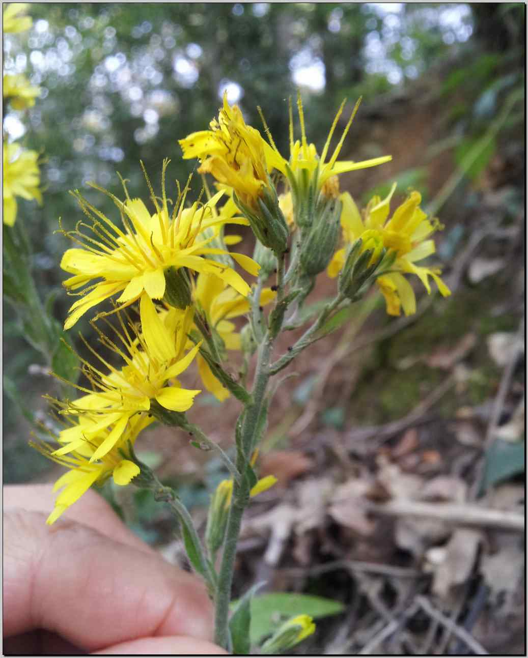 Hieracium ?