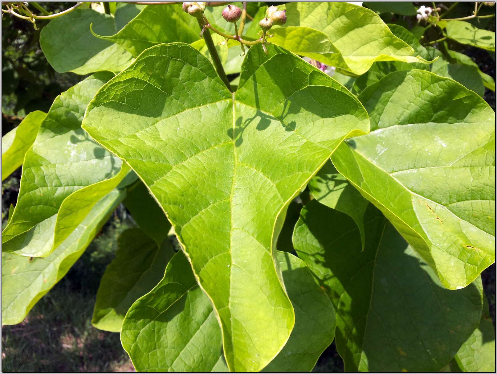 Sasso Marconi  (BO) :  Catalpa sp.