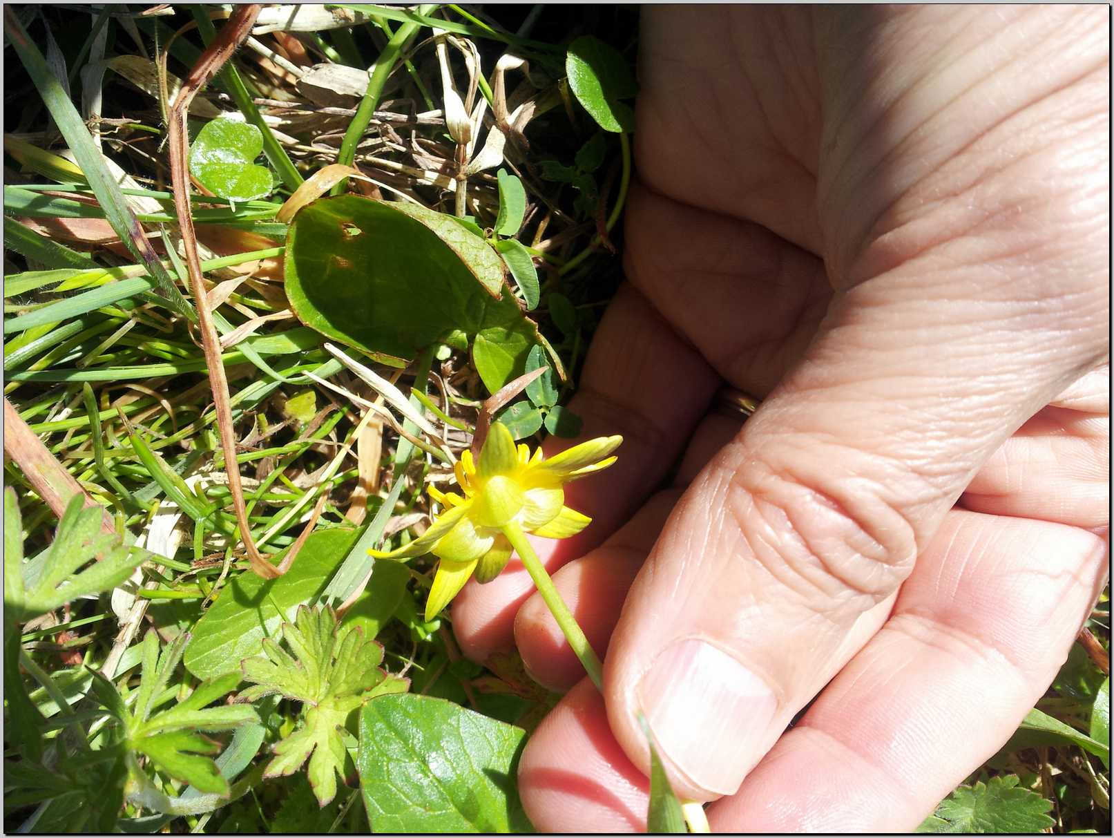 Ranunculus ficaria