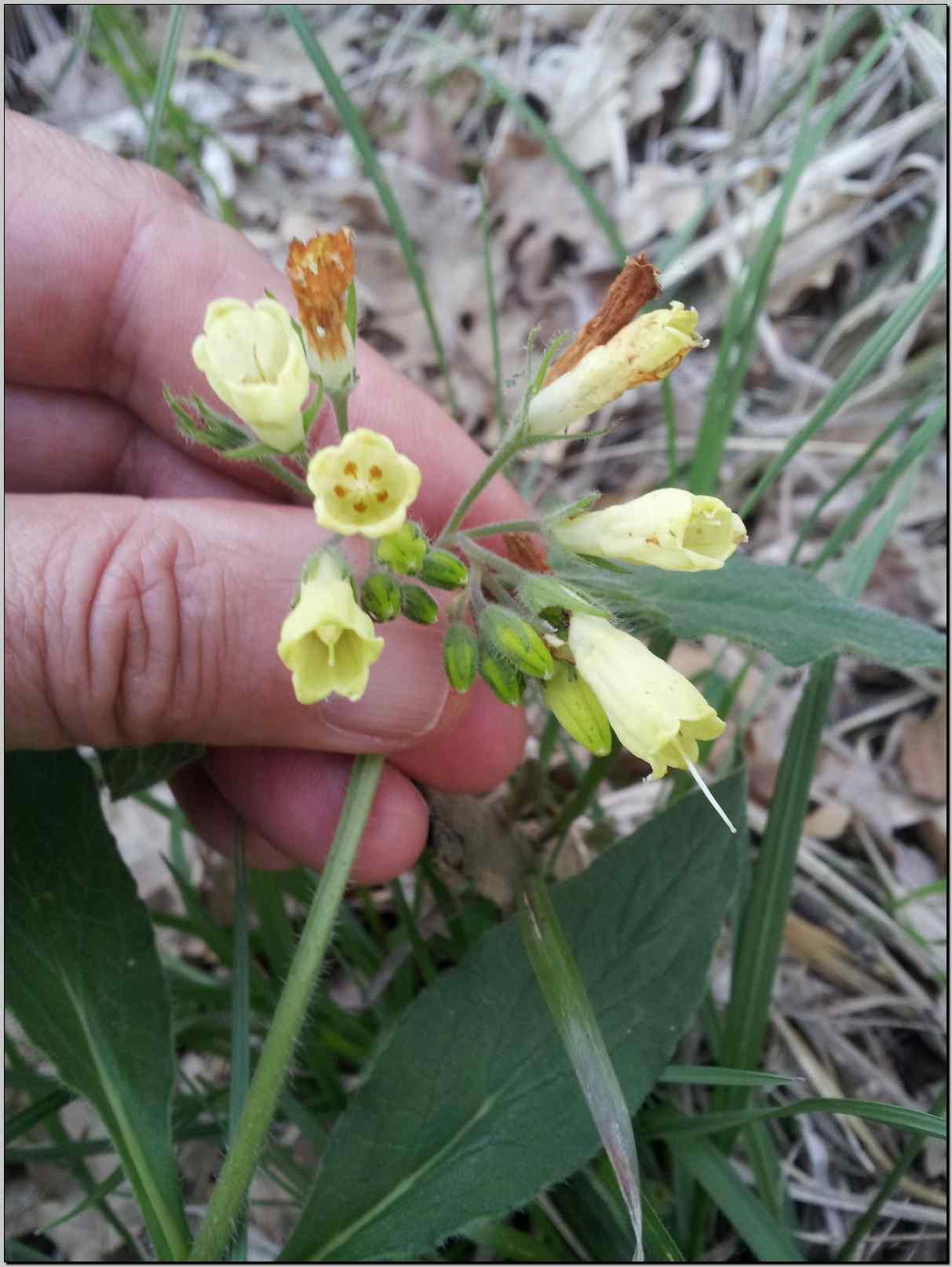 Symphytum tuberosum