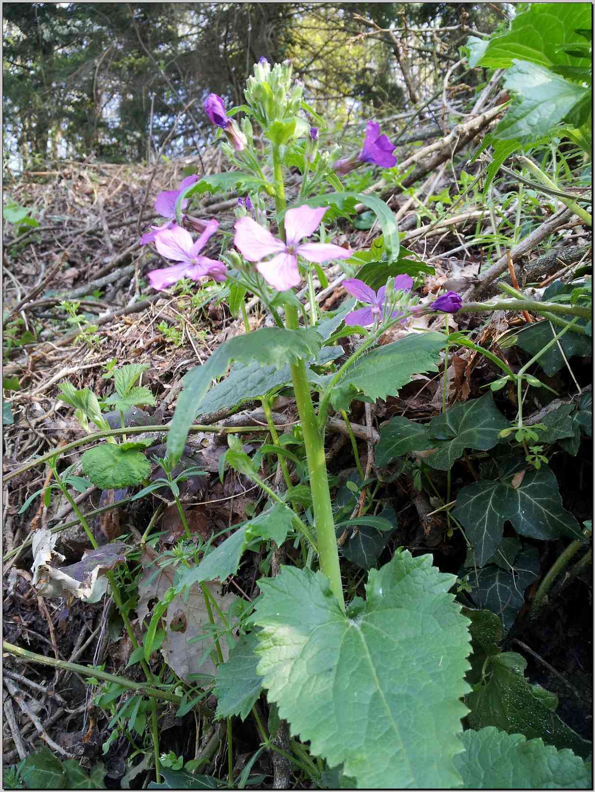 Lunaria annua