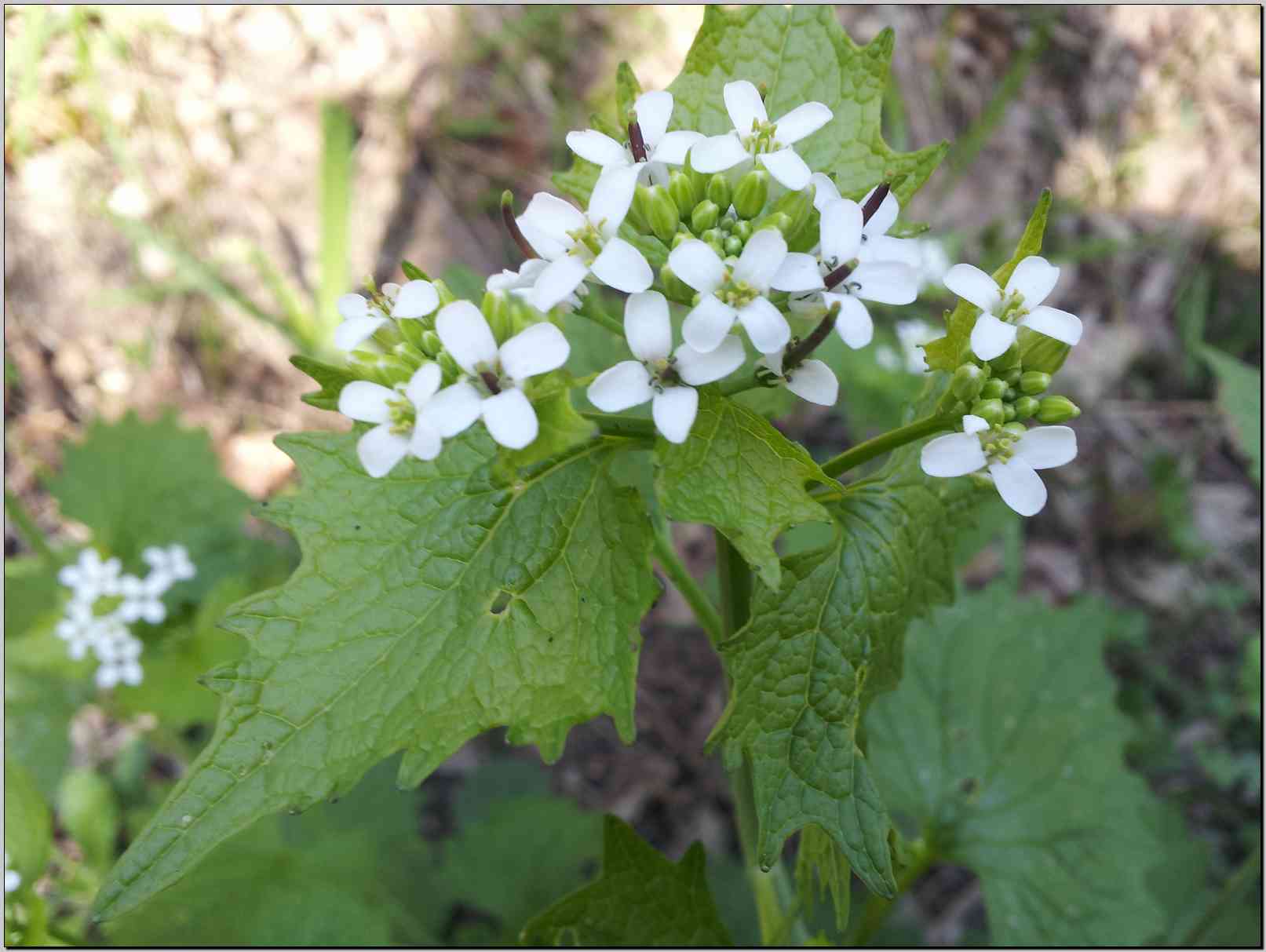 Alliaria petiolata