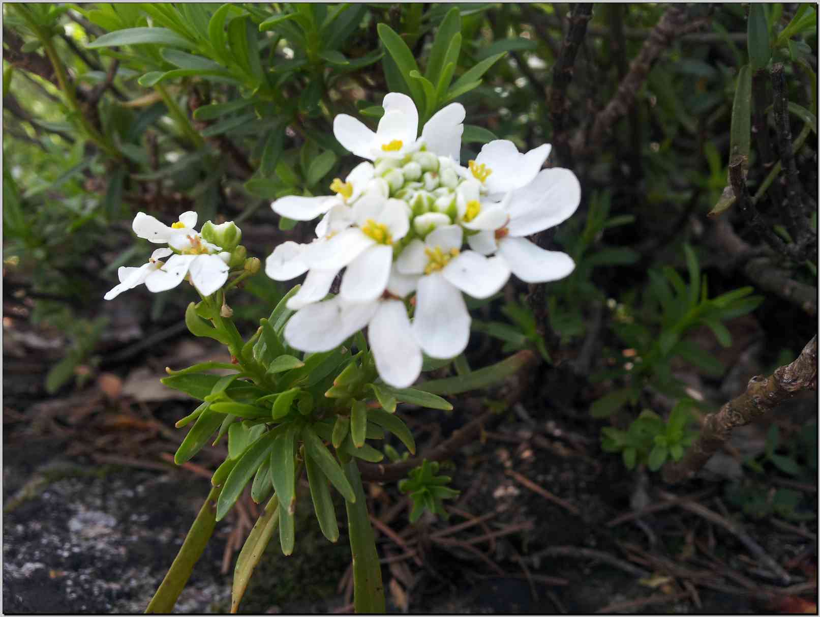 Iberis sempervirens