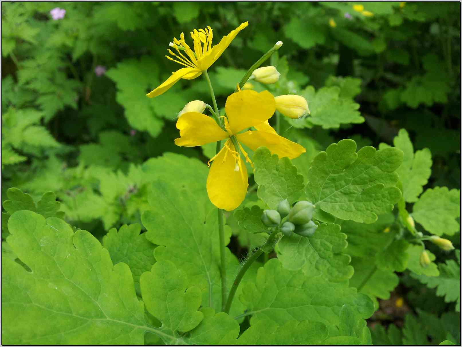 Chelidonium majus