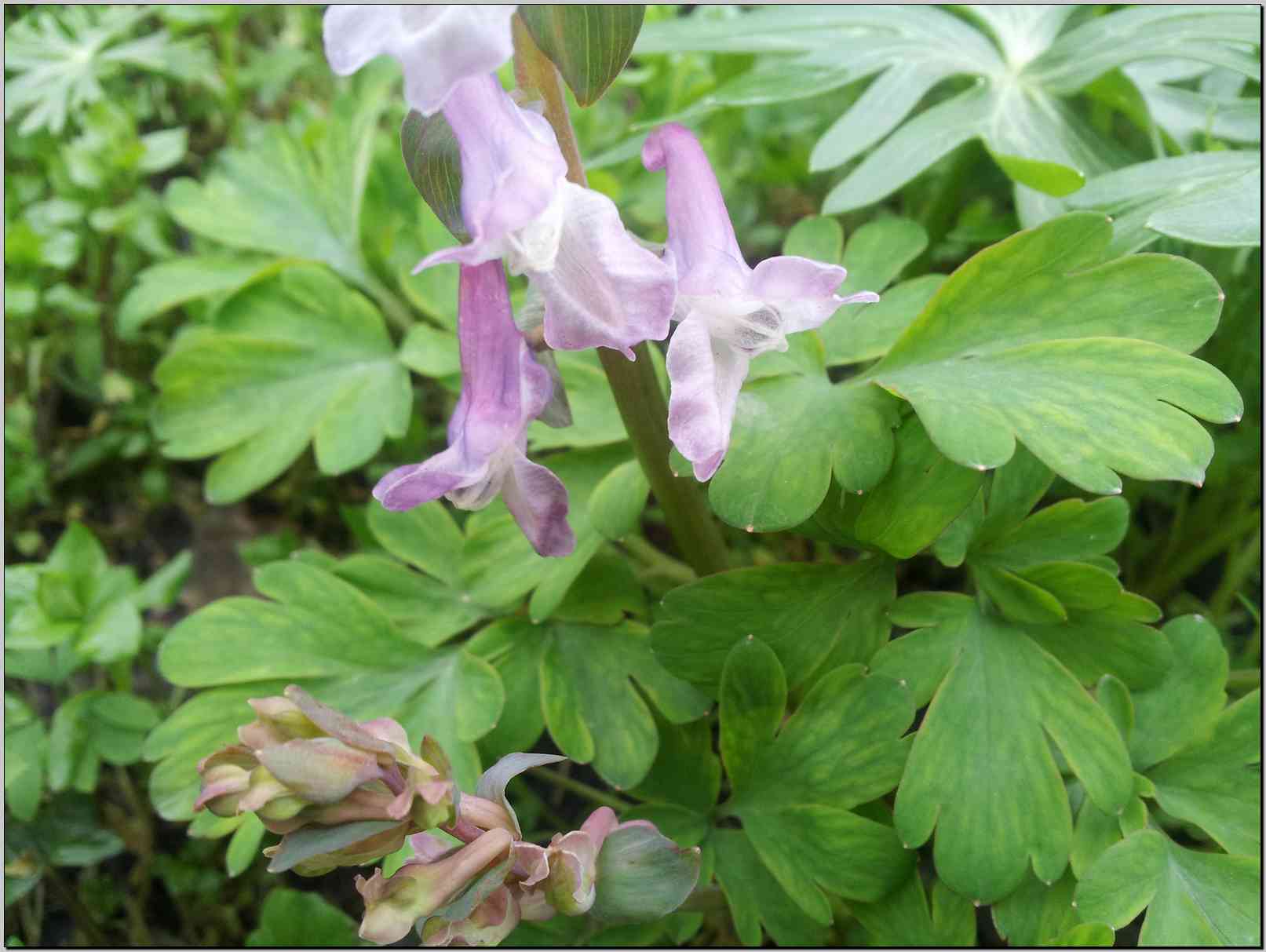 Corydalis cava