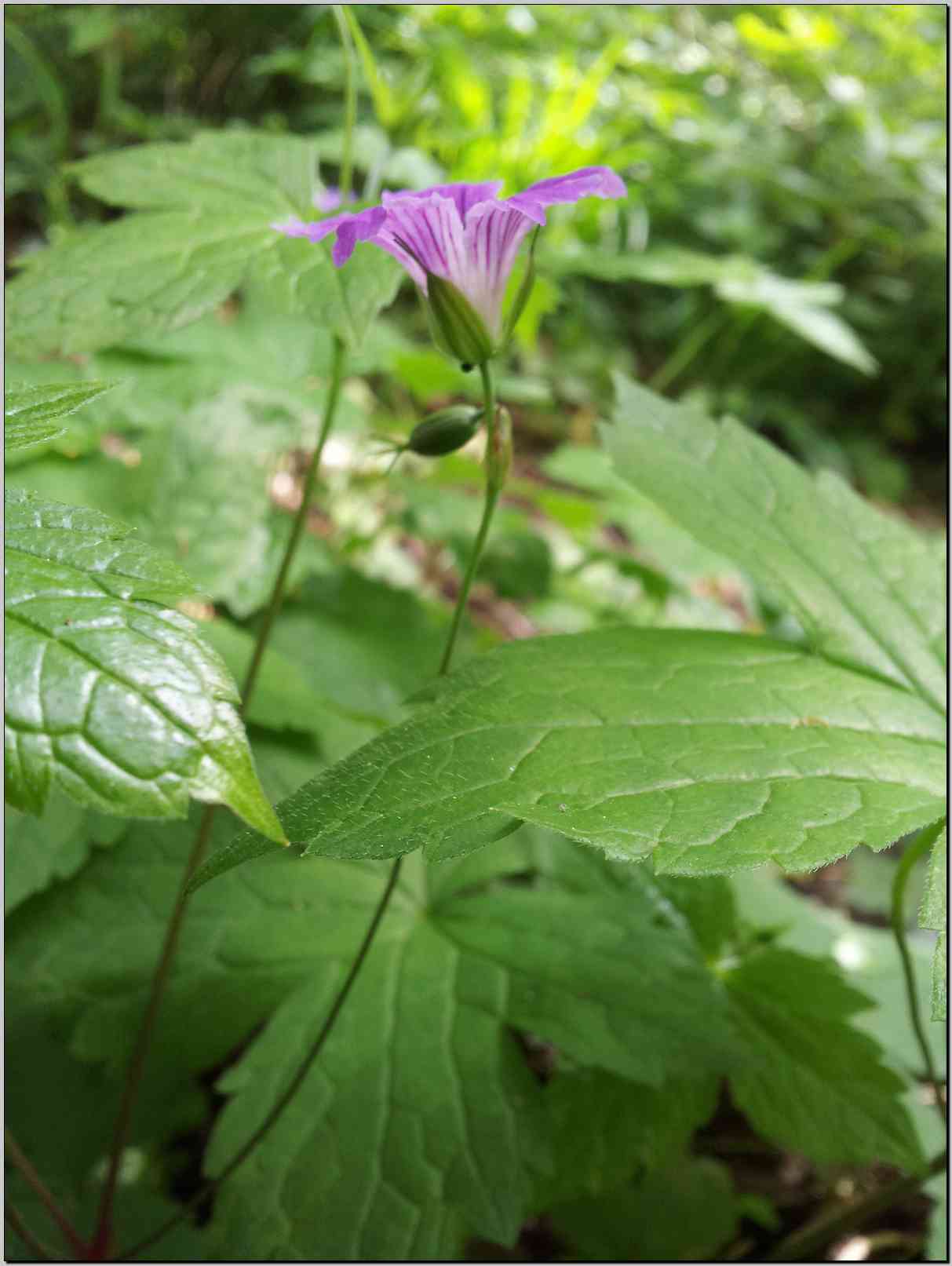 Geranium nodosum / Geranio nodoso