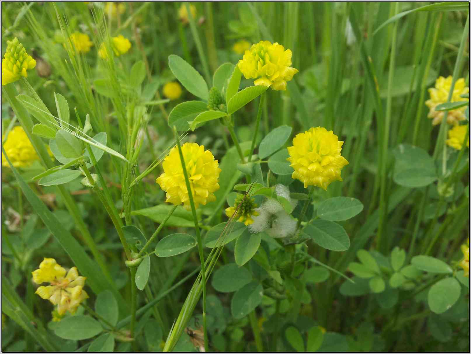 Trifolium campestre / Trifoglio campestre