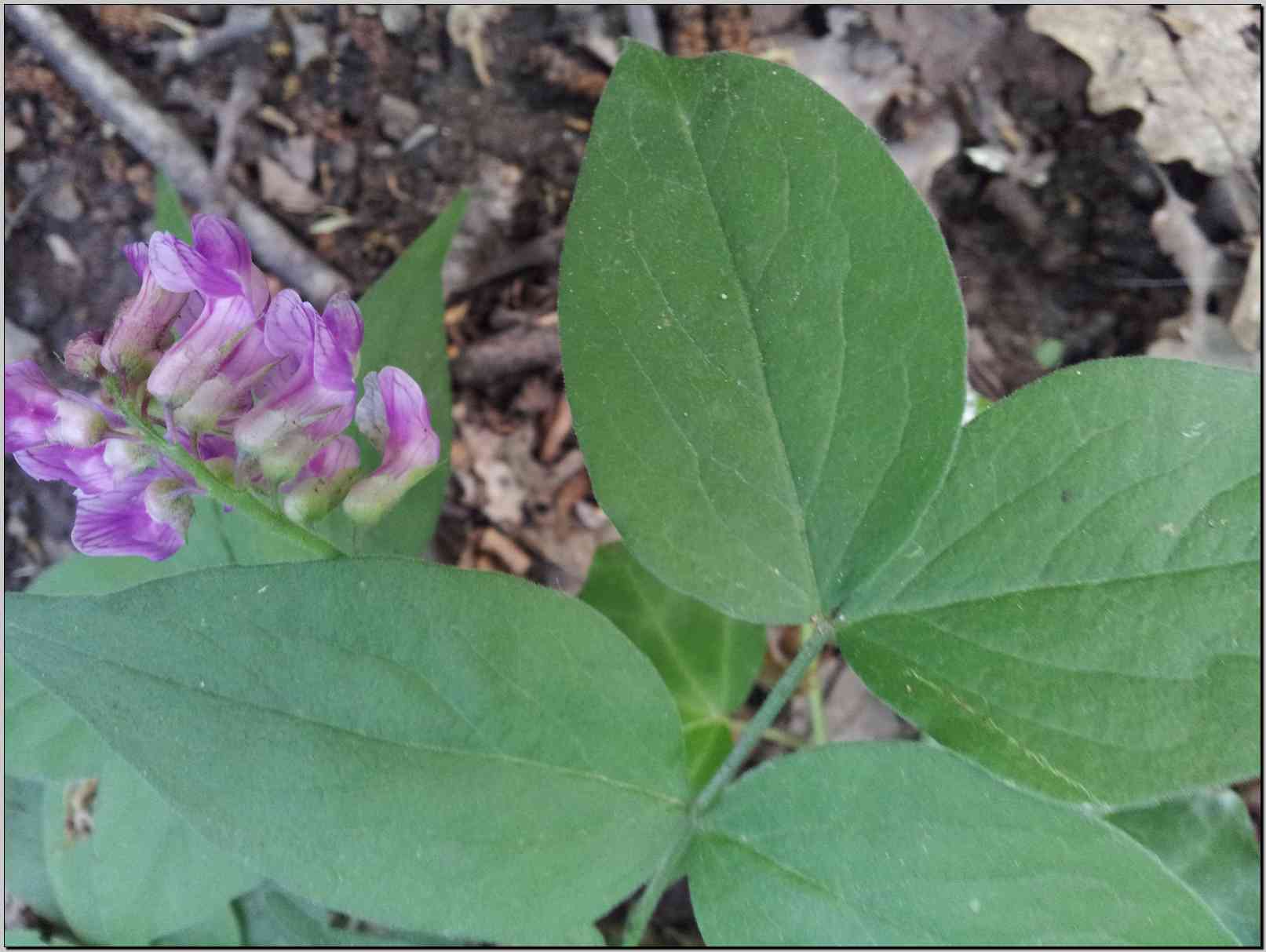 Lathyrus venetus