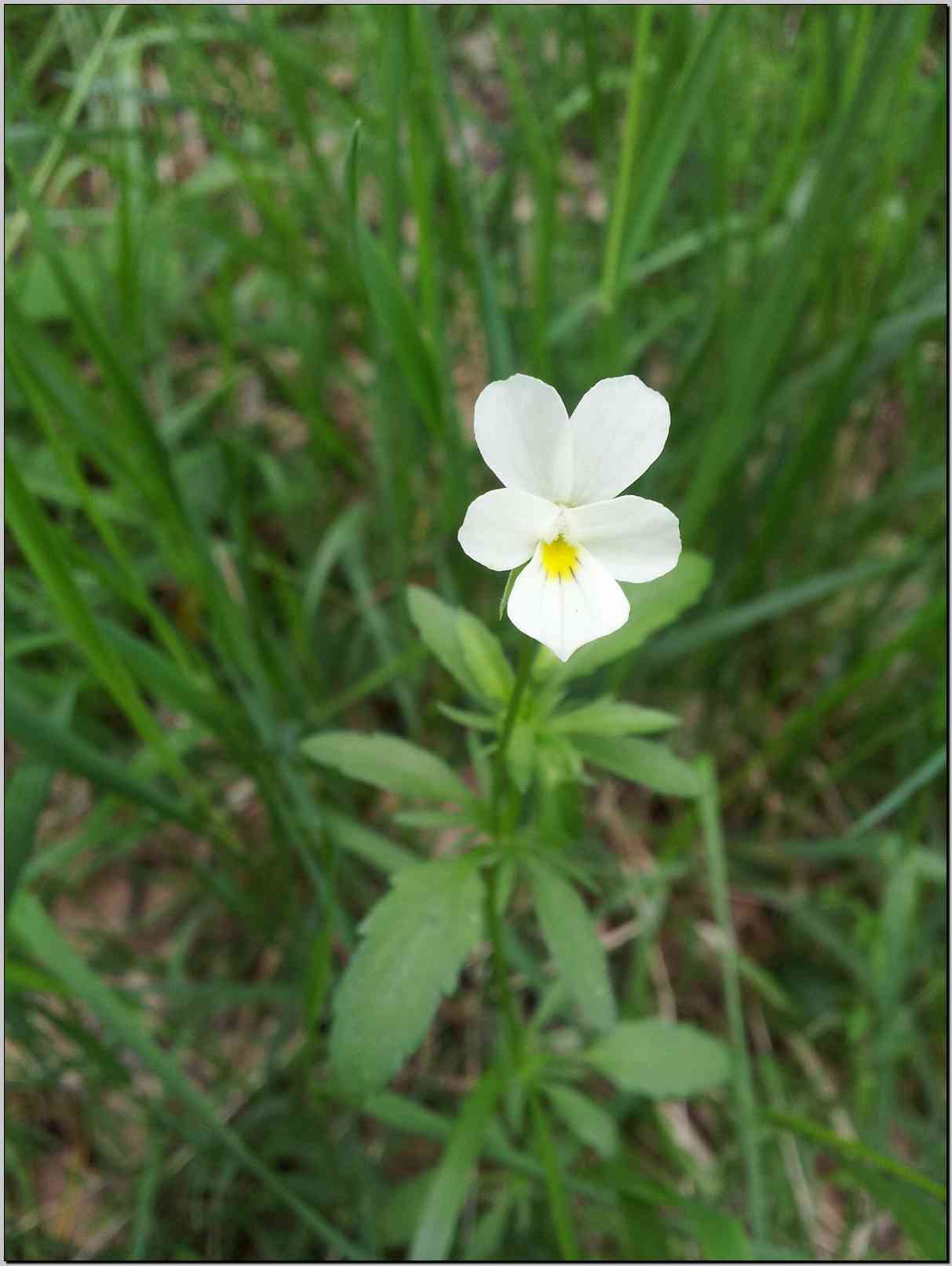 Viola tricolor