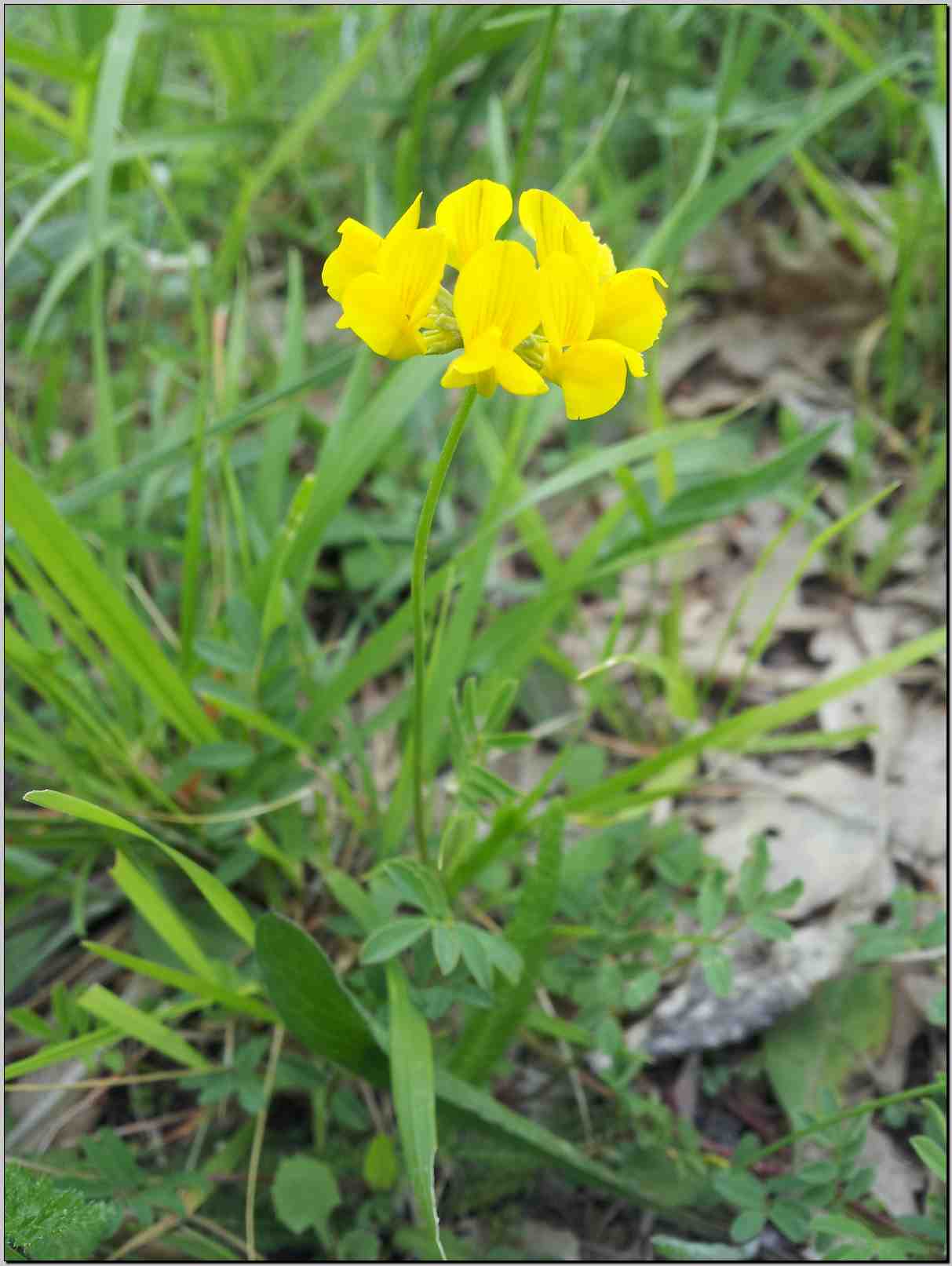 Hippocrepis comosa