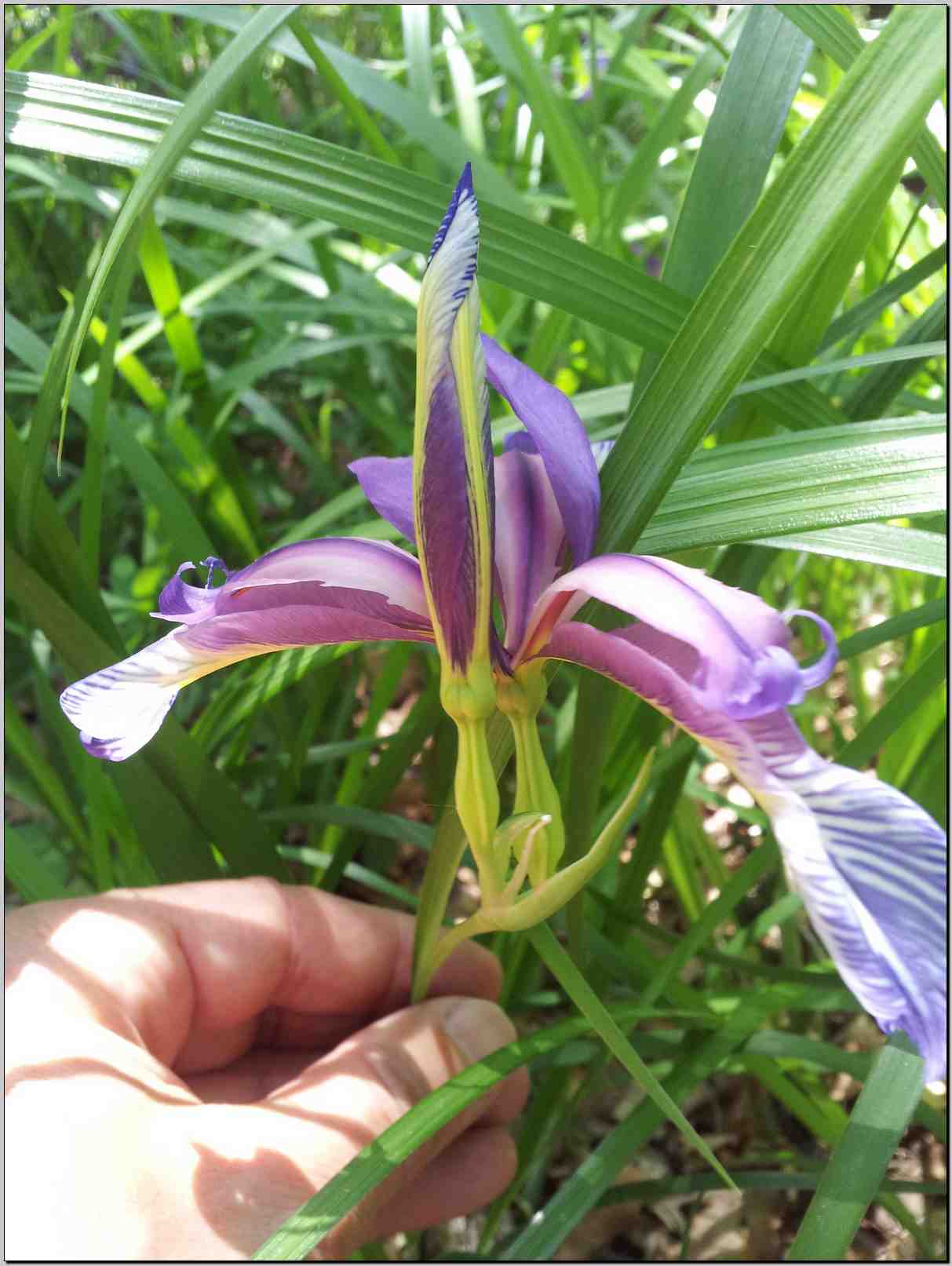 Iris graminea