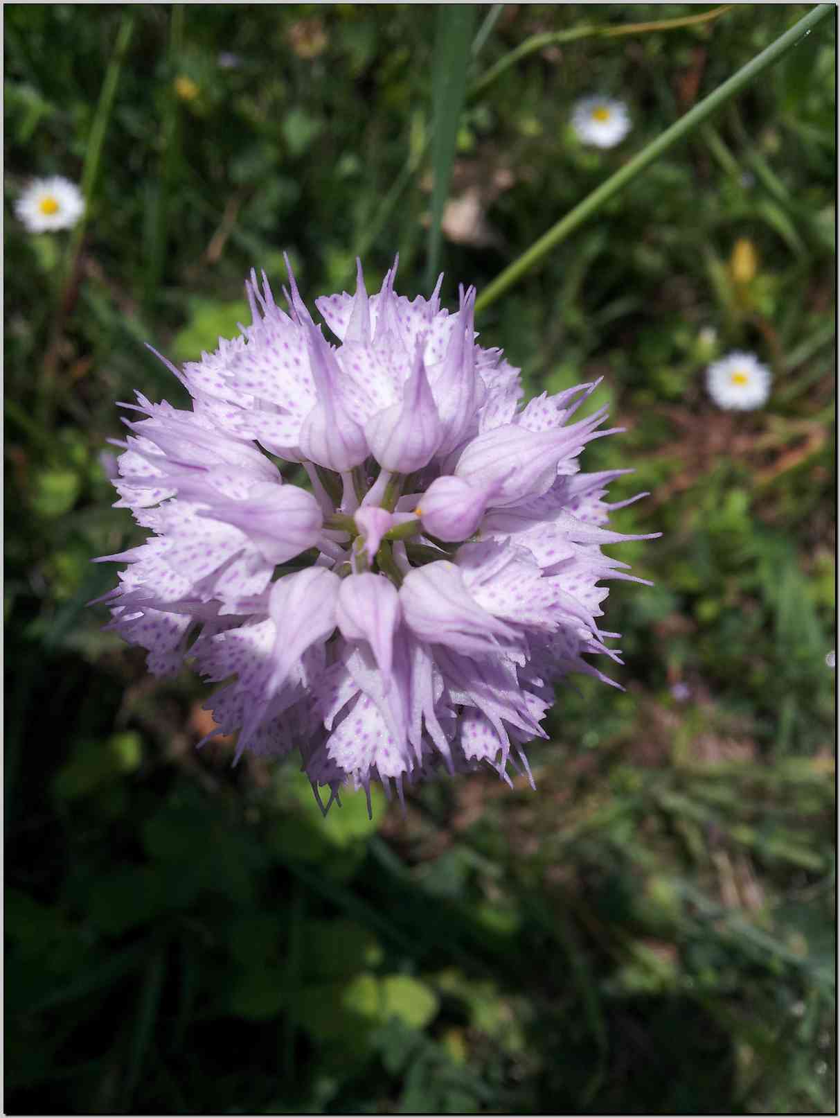 Neotinea tridentata