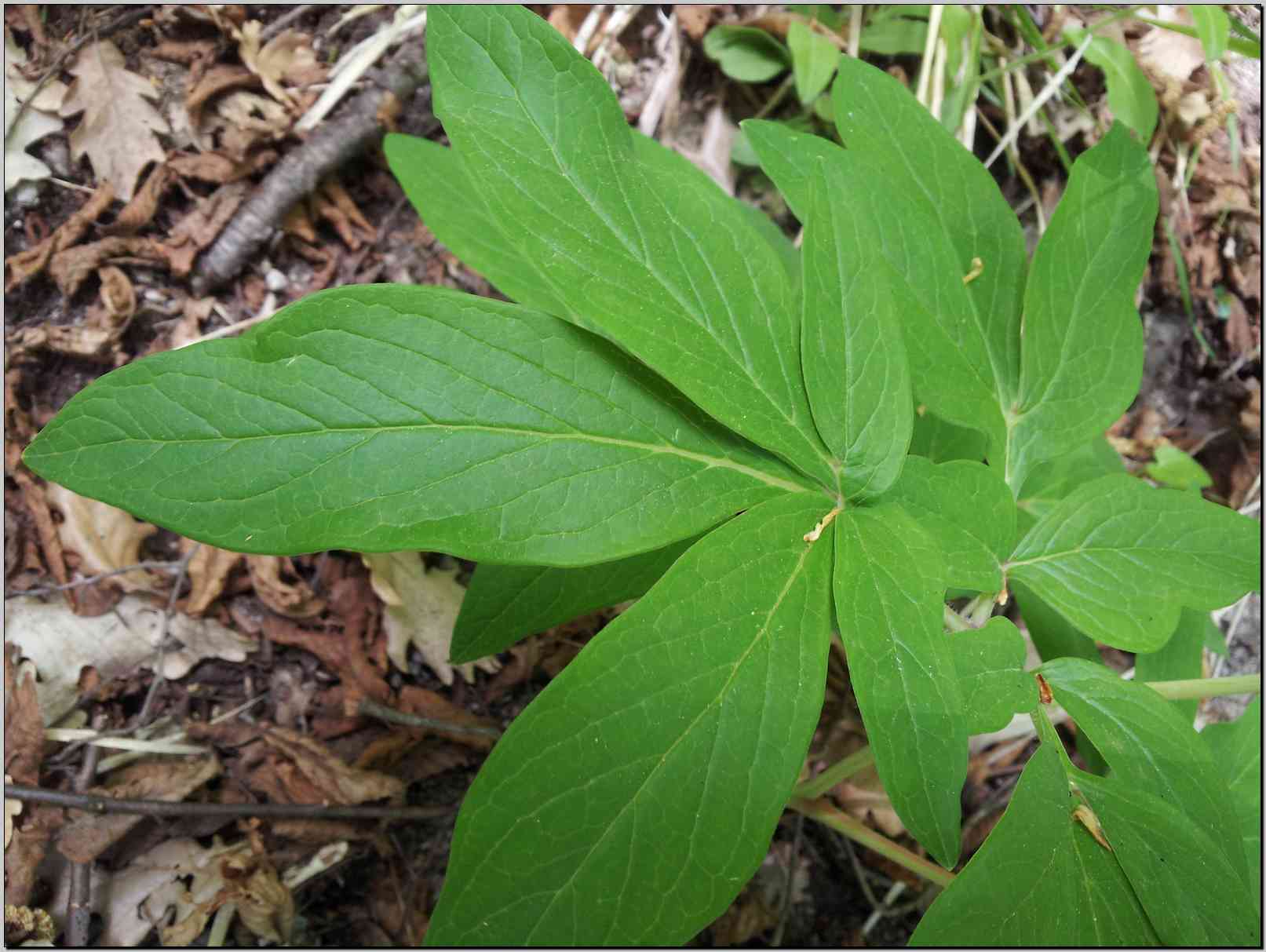 Paeonia mascula / Peonia maschio