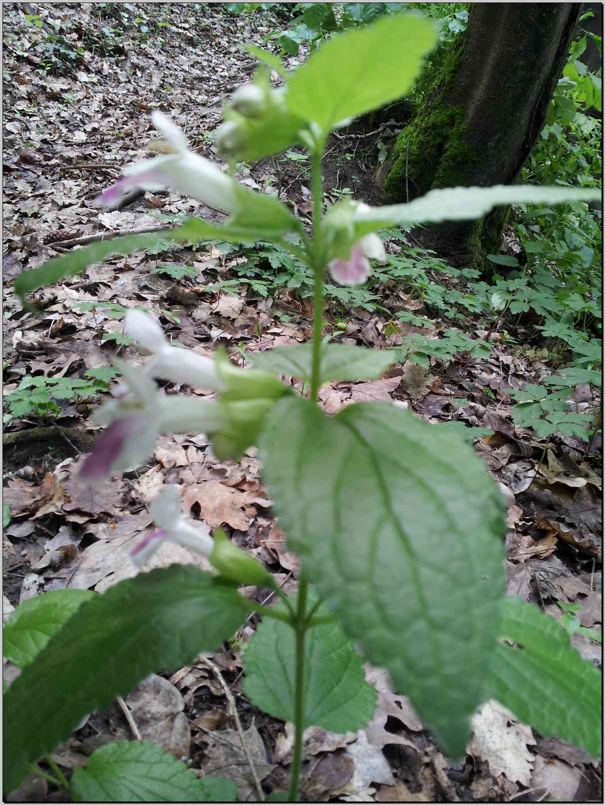 Melittis melissophyllum (Lamiaceae)