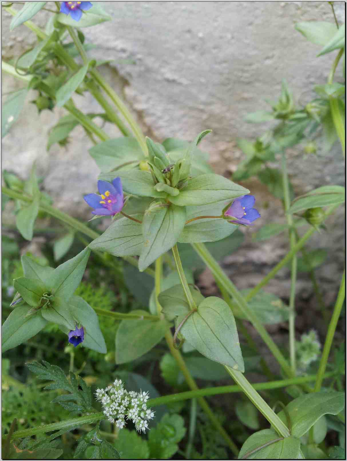 Lysimachia (=Anagallis) arvensis