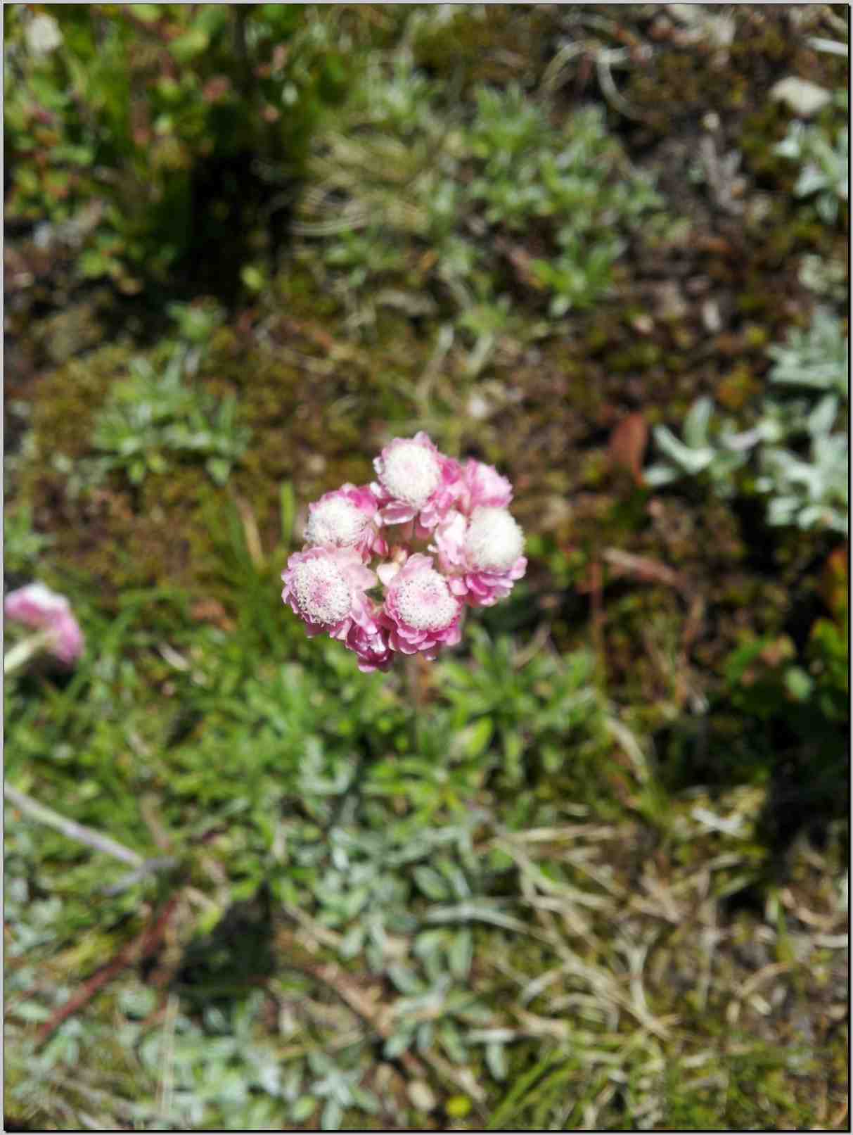 aiuto identificazione - Antennaria sp.