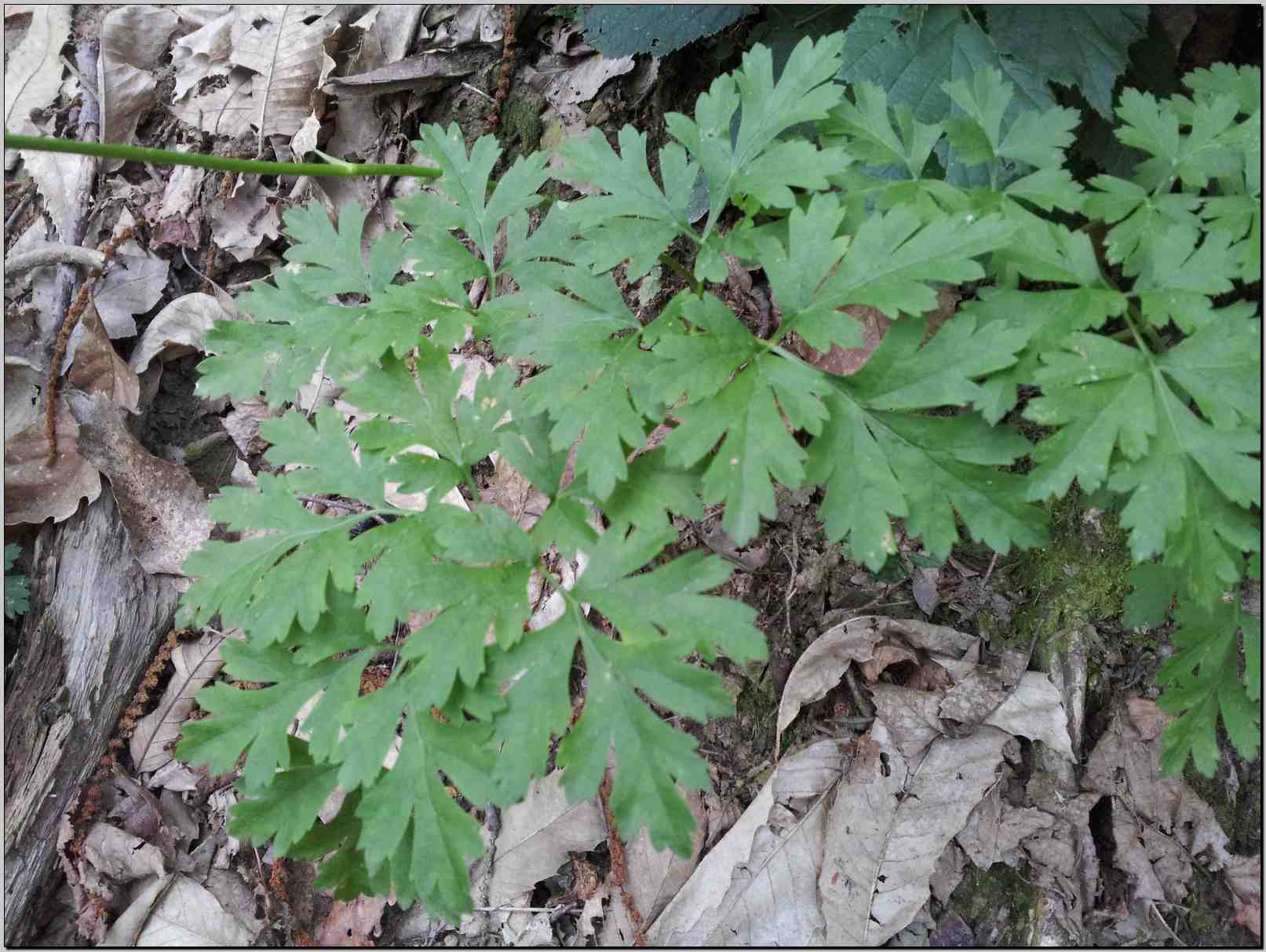 Physospermum cornubiense / Fisospermo di Cornovaglia