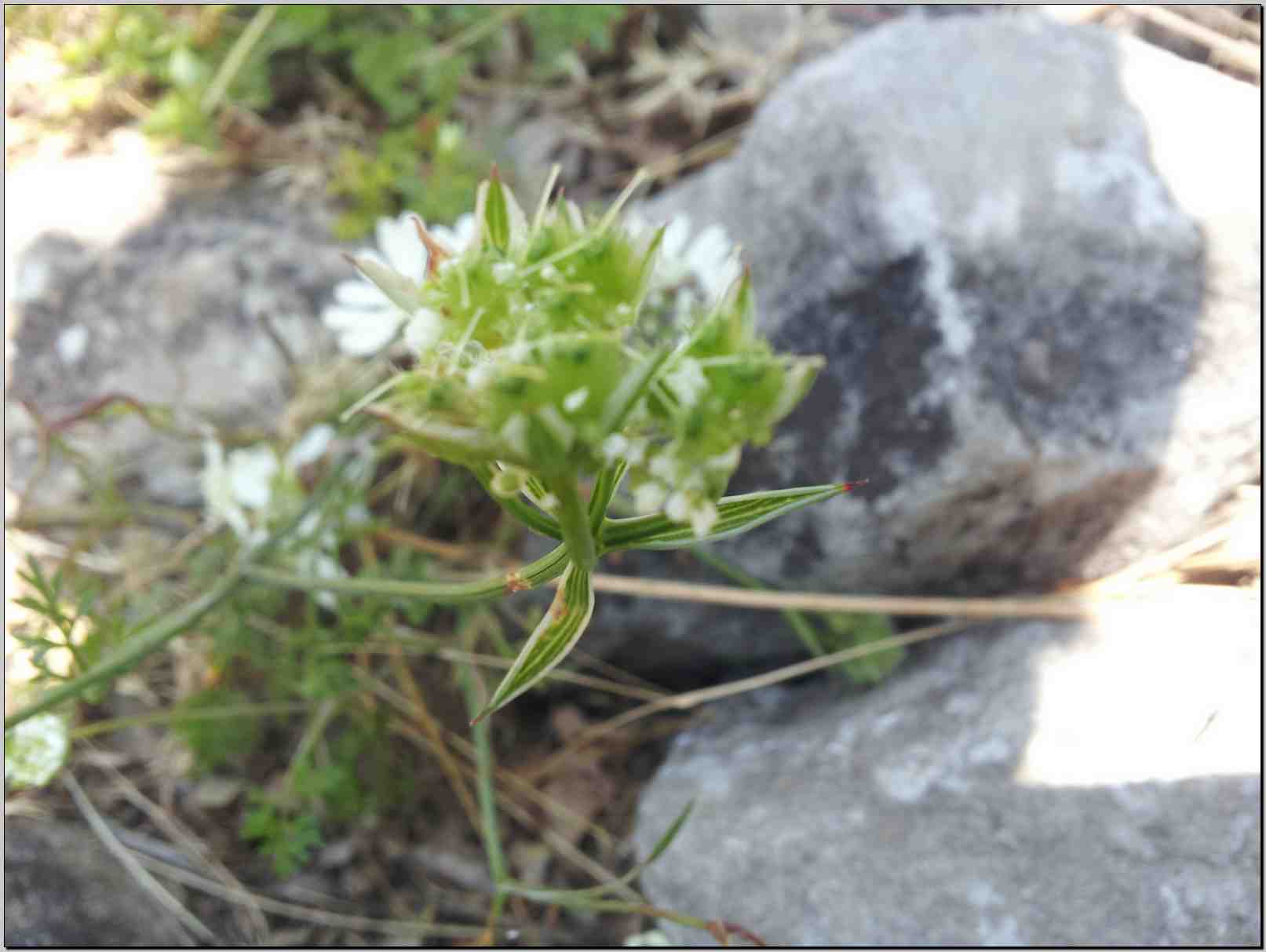 aiuto determinazione - cfr. Orlaya grandiflora