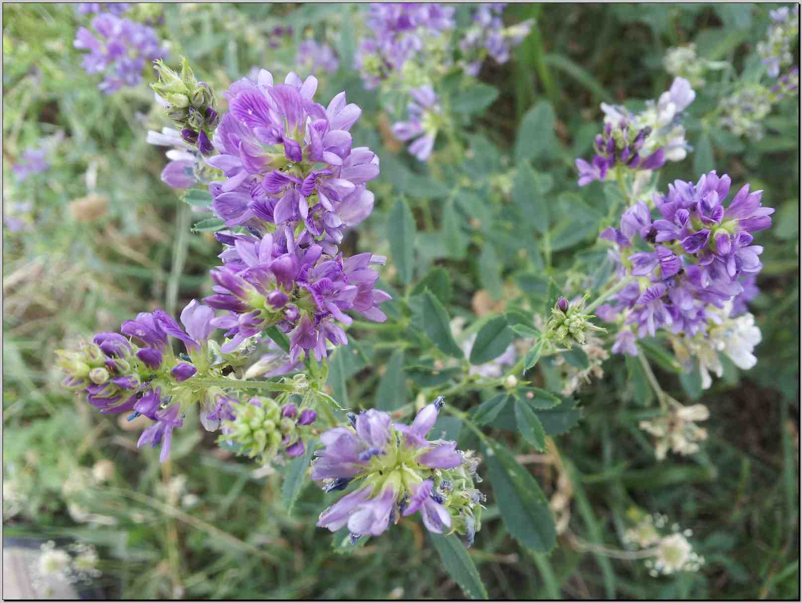 Medicago sativa