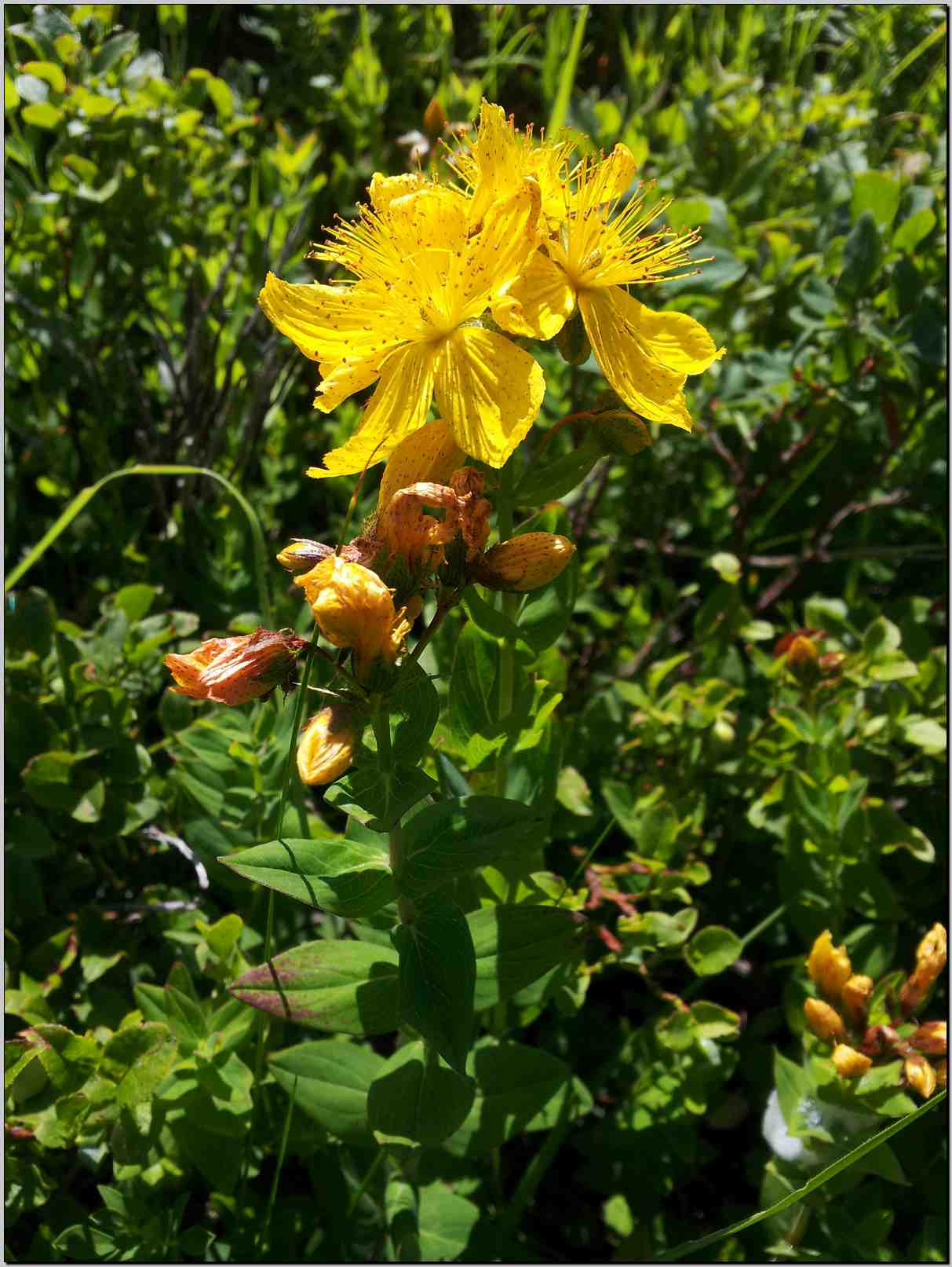 Hypericum richeri ?