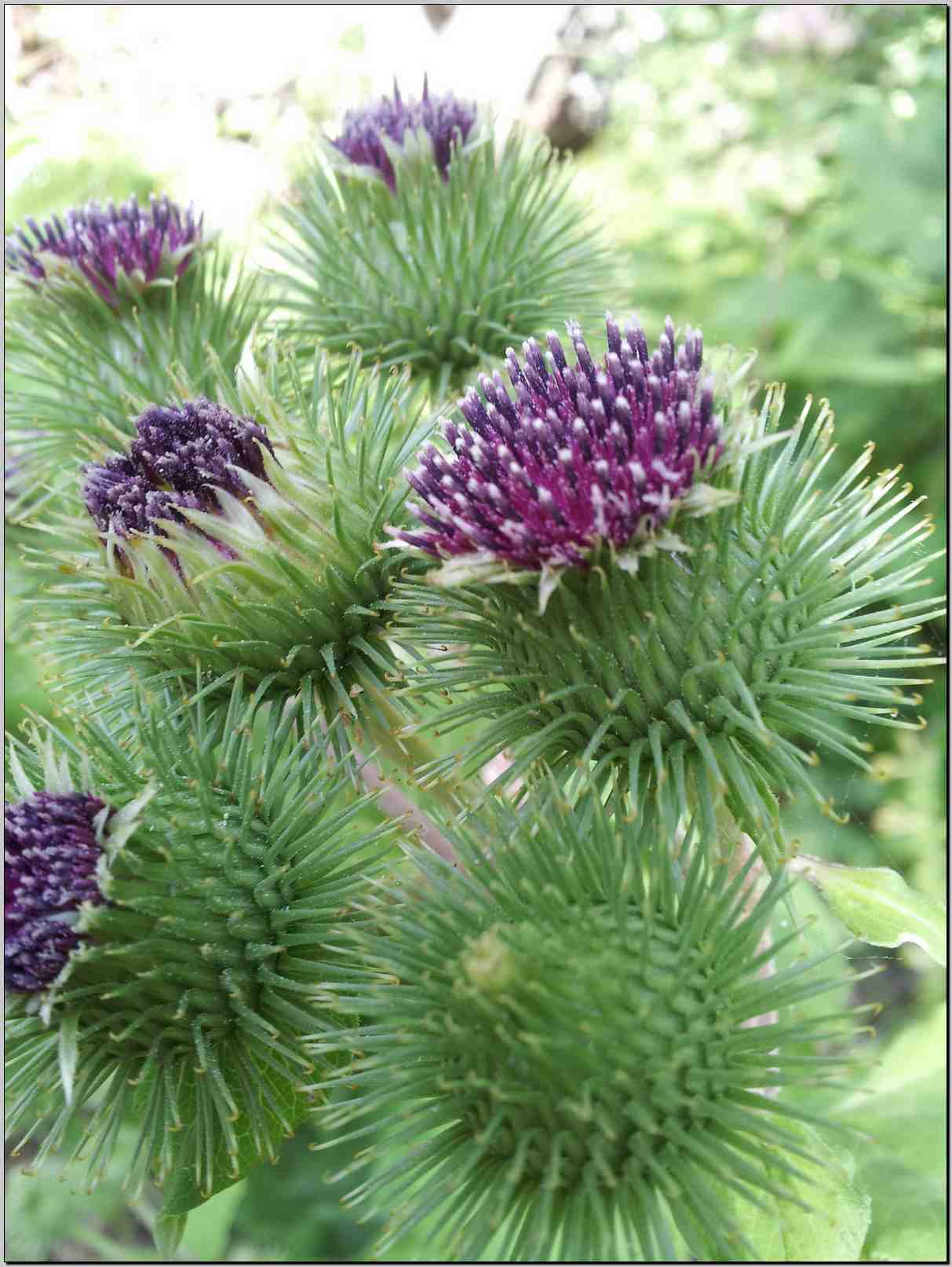 Arctium lappa