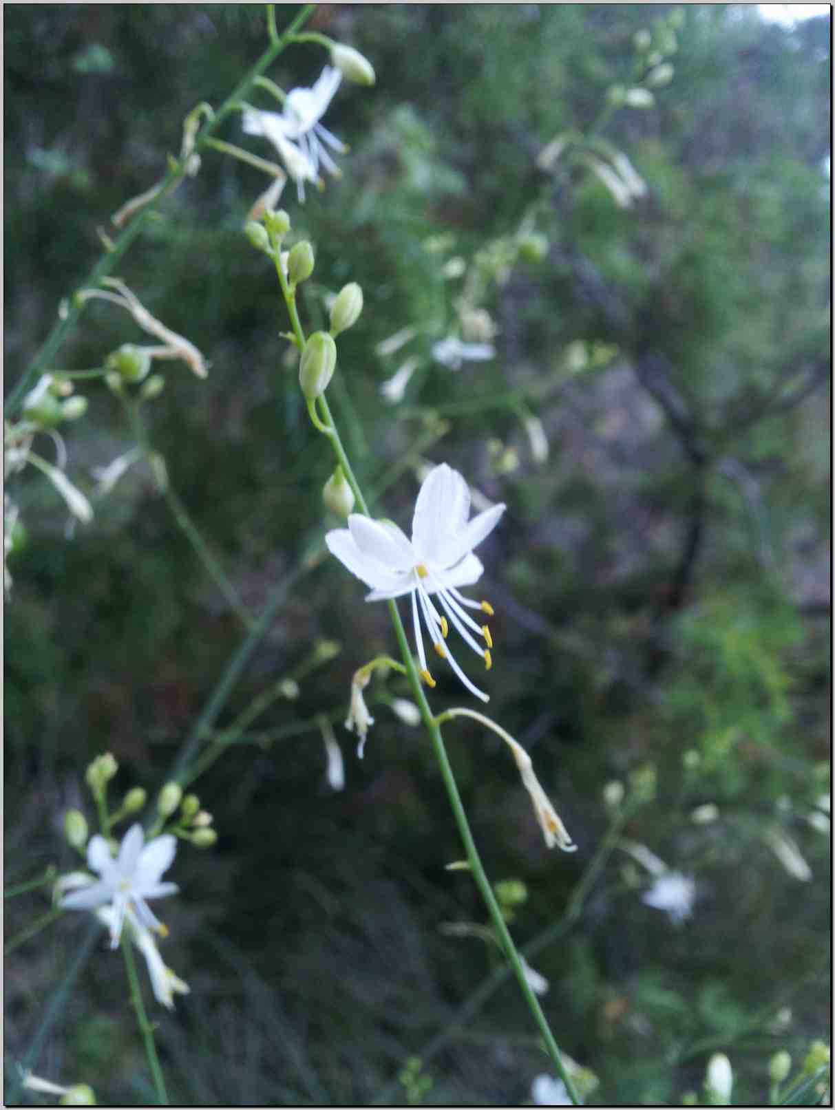 Anthericum ramosum / Lilioasfodelo minore