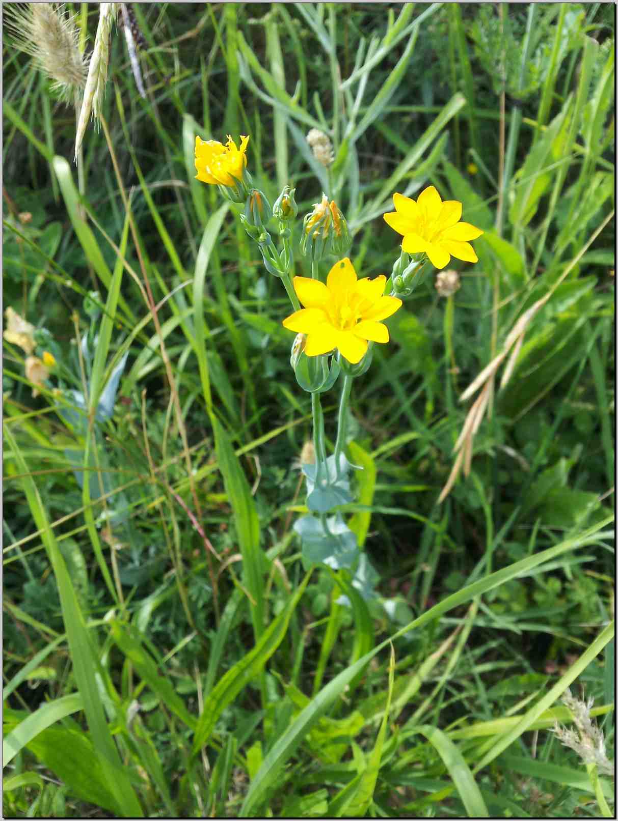 Blackstonia perfoliata