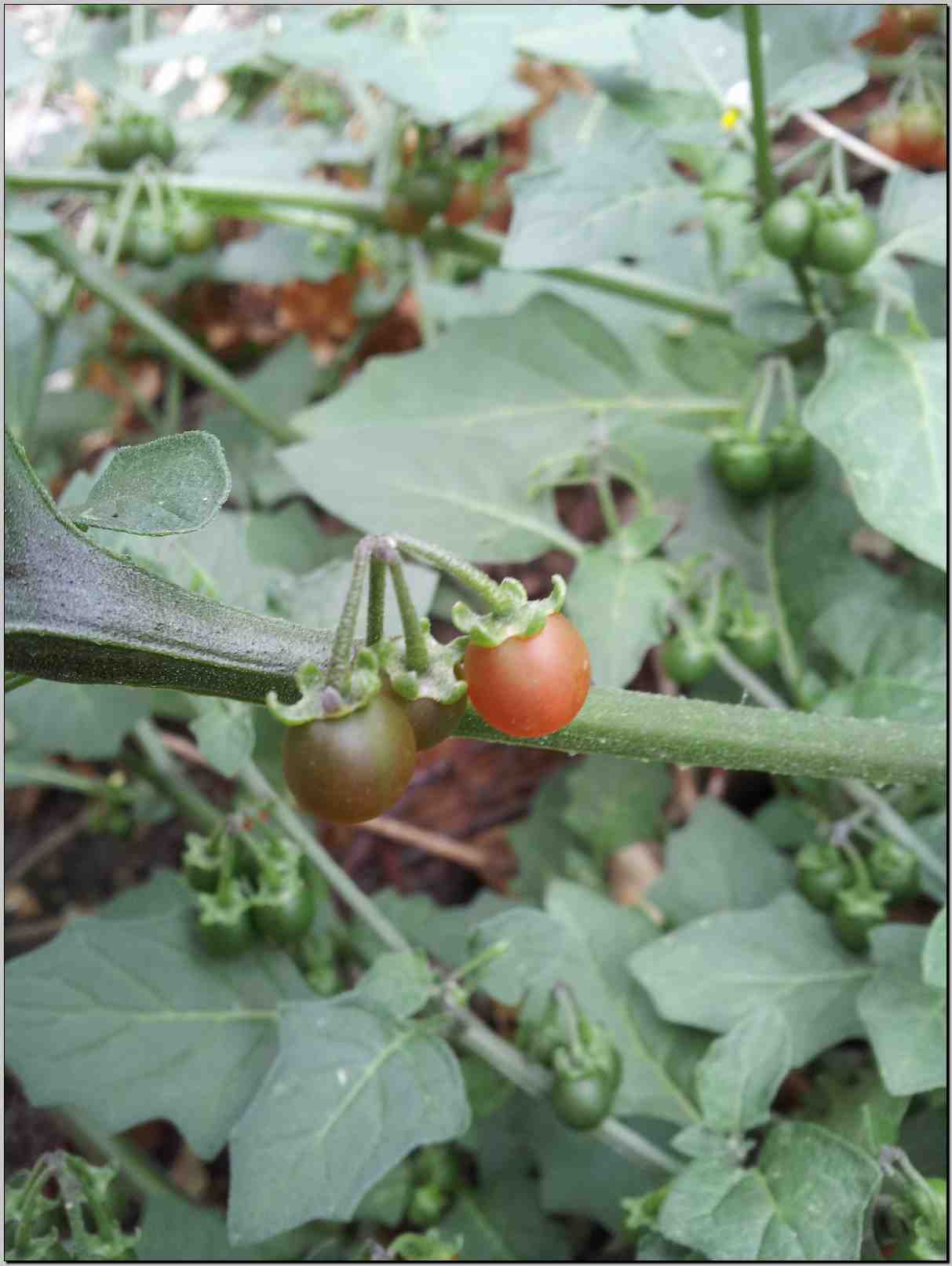 Solanum villosum