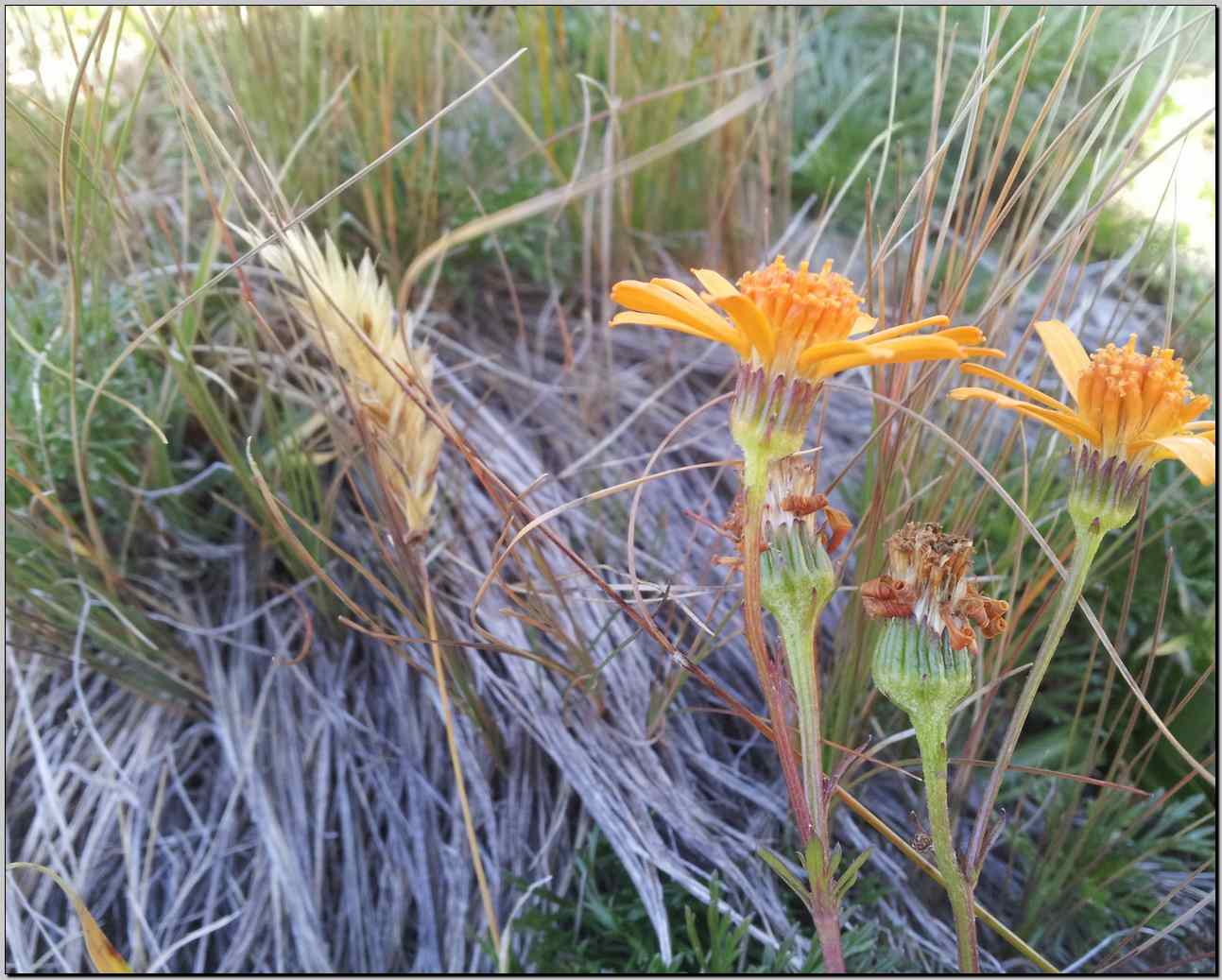 Jacobaea abrotanifolia / Senecio abrotanino