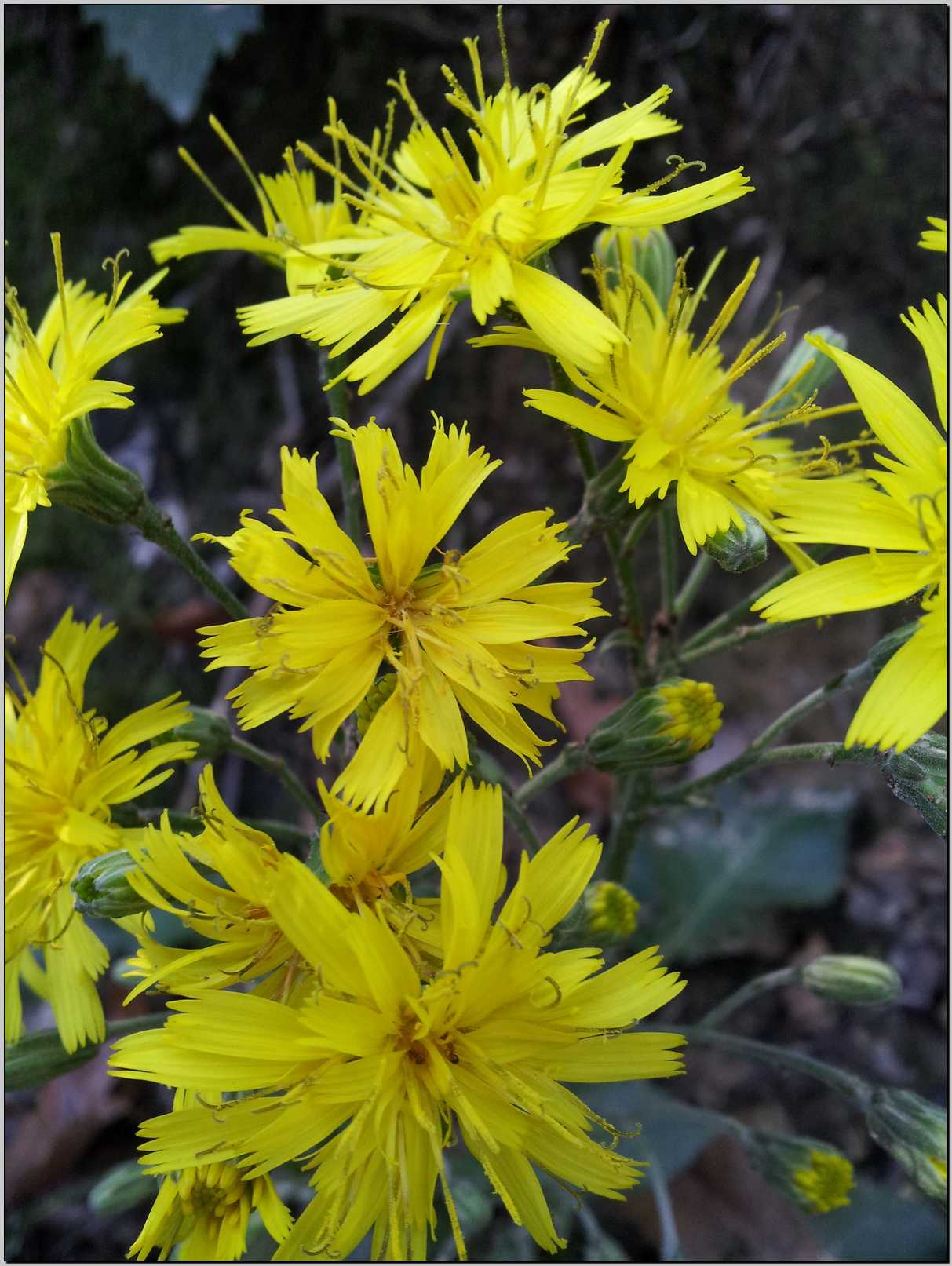 Hieracium racemosum / Sparviere racemoso