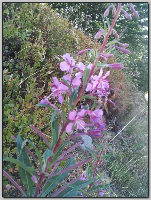 Chamaenerion angustifolium (ex Epilobium angustifolium)