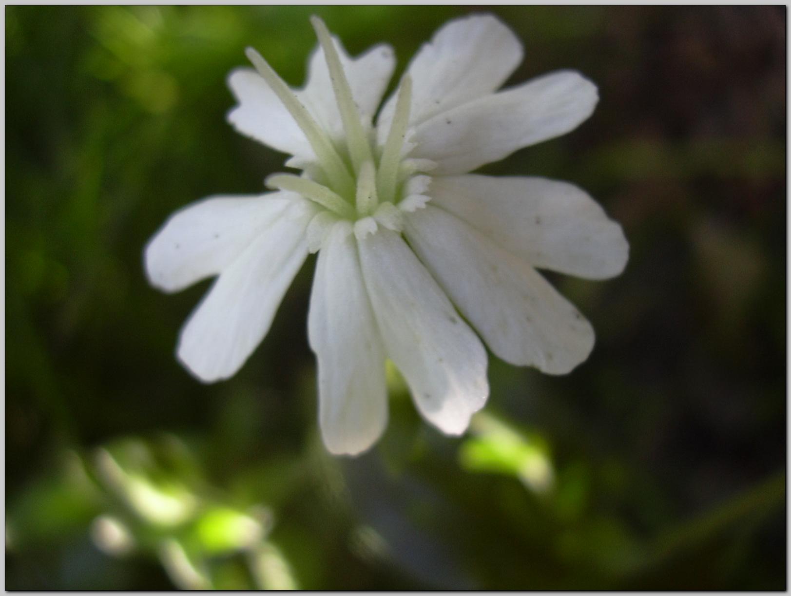 Silene alba