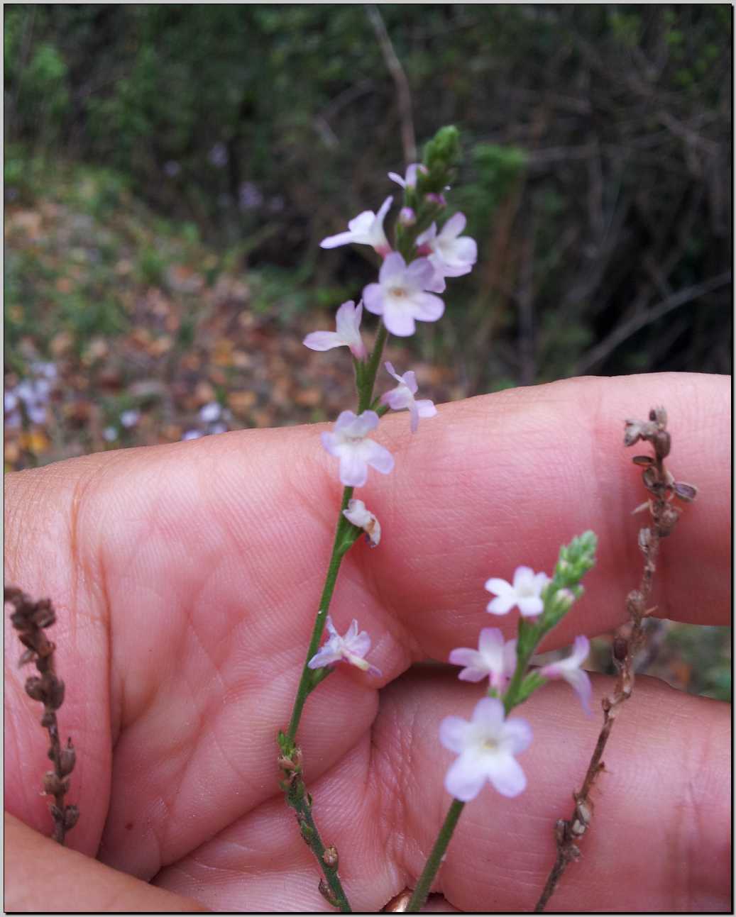 Verbena officinalis