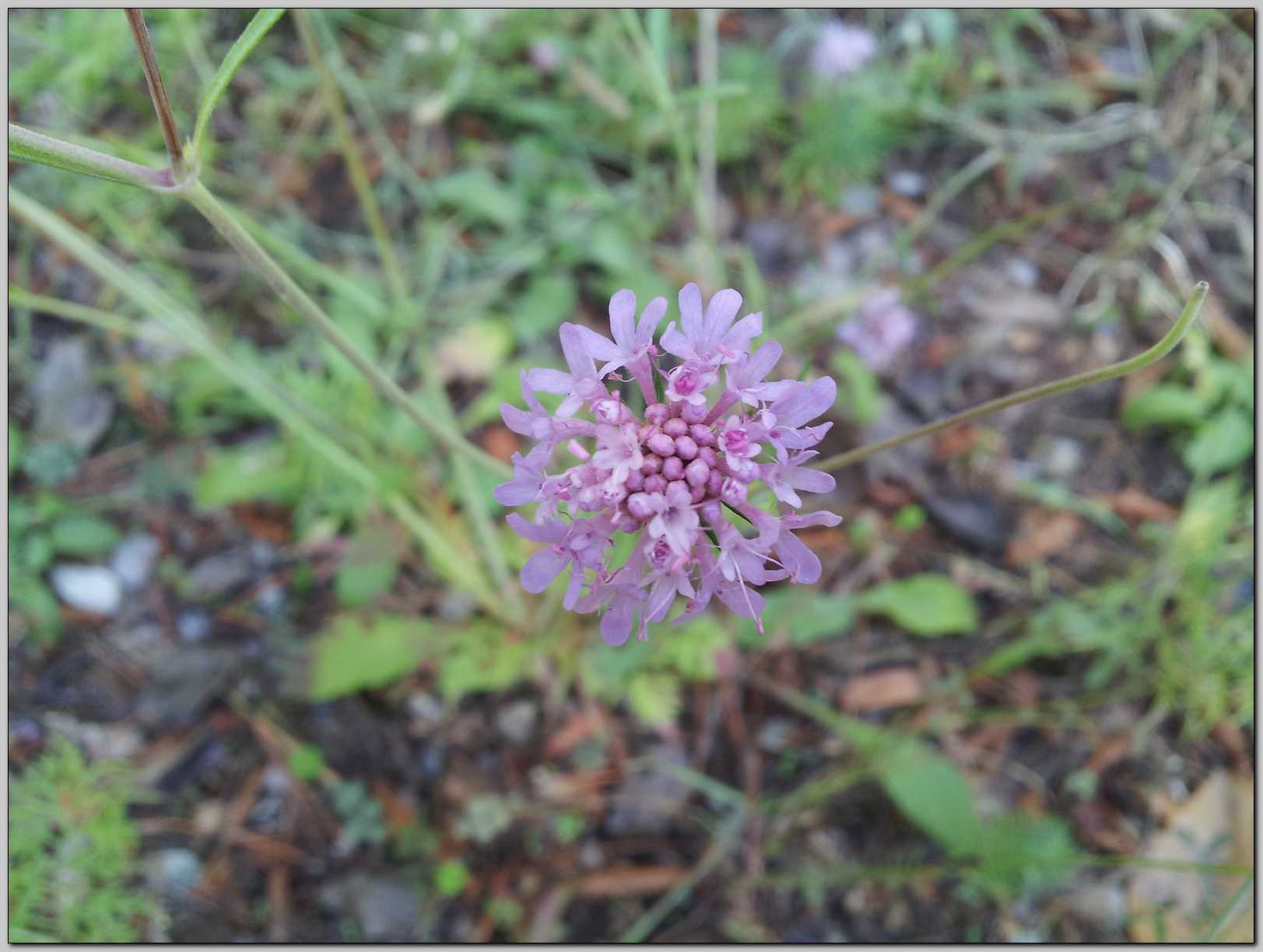 Aiuto identificazione - Scabiosa sp.