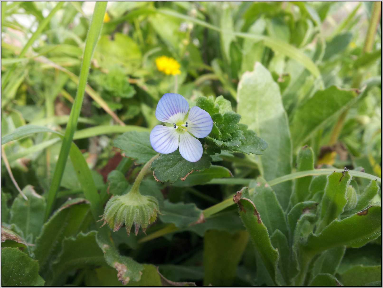 aiuto identificazione - Veronica cfr.  persica