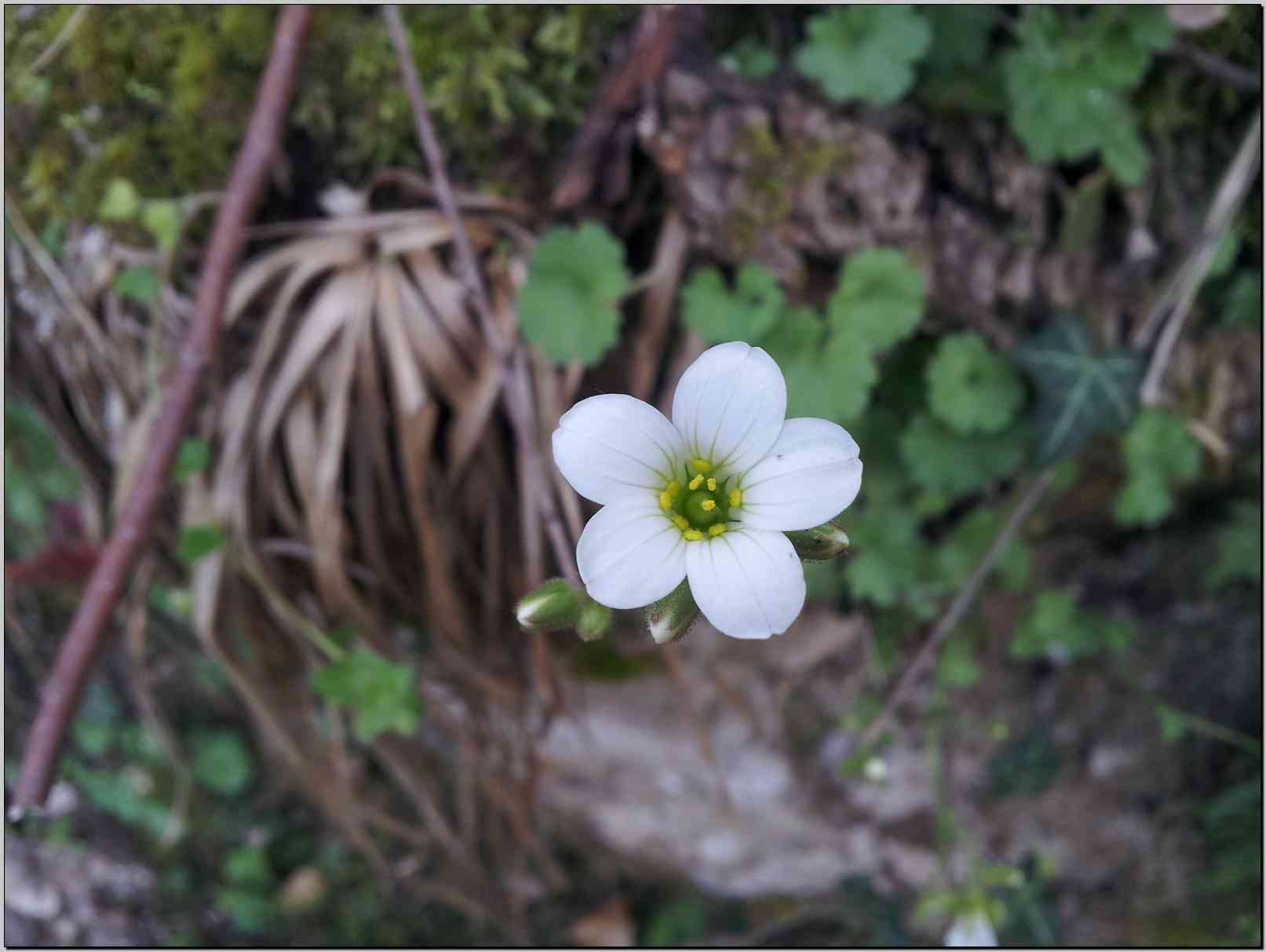 Saxifraga granulata / Sassifraga granulosa