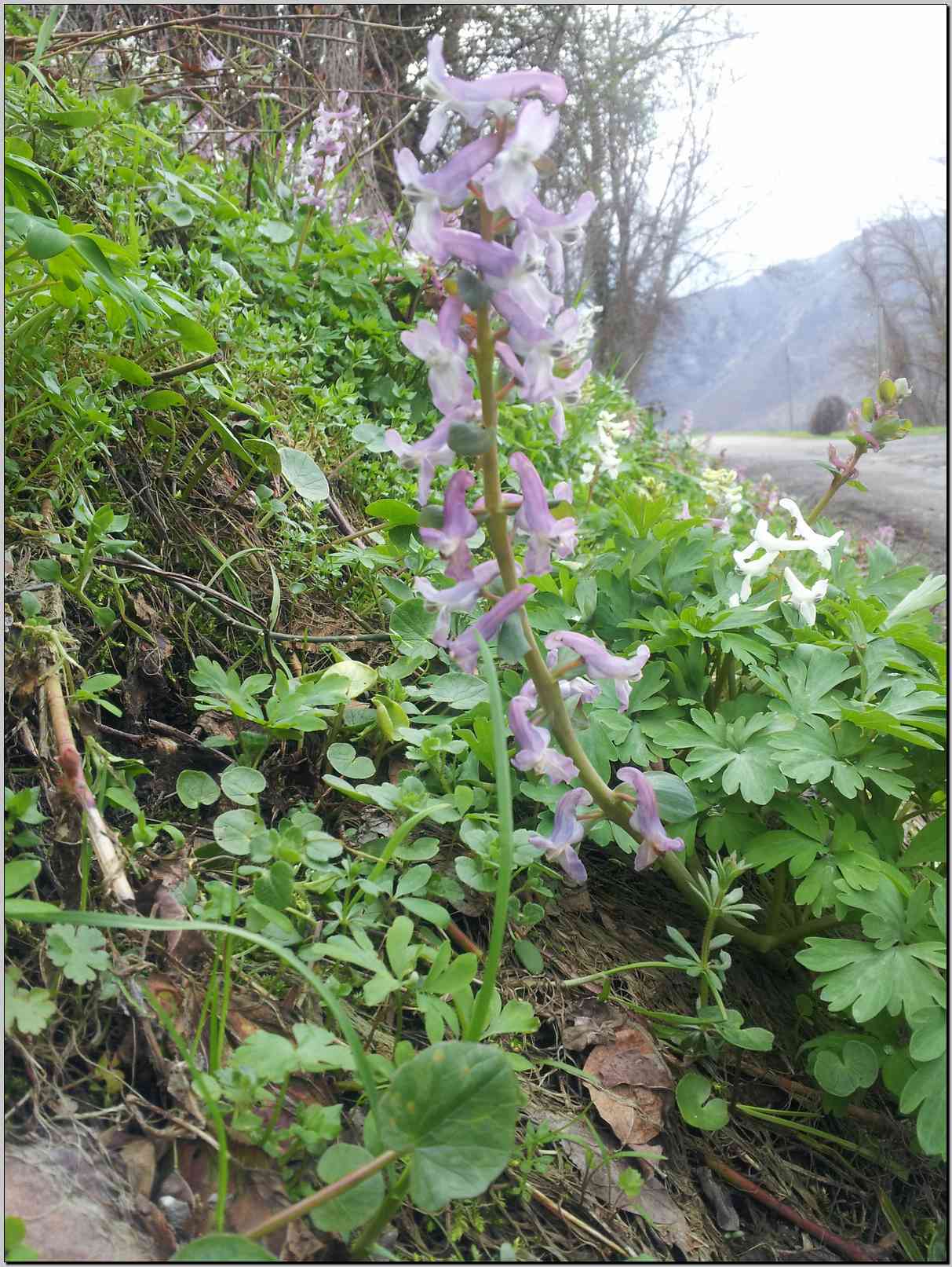 Corydalis cava