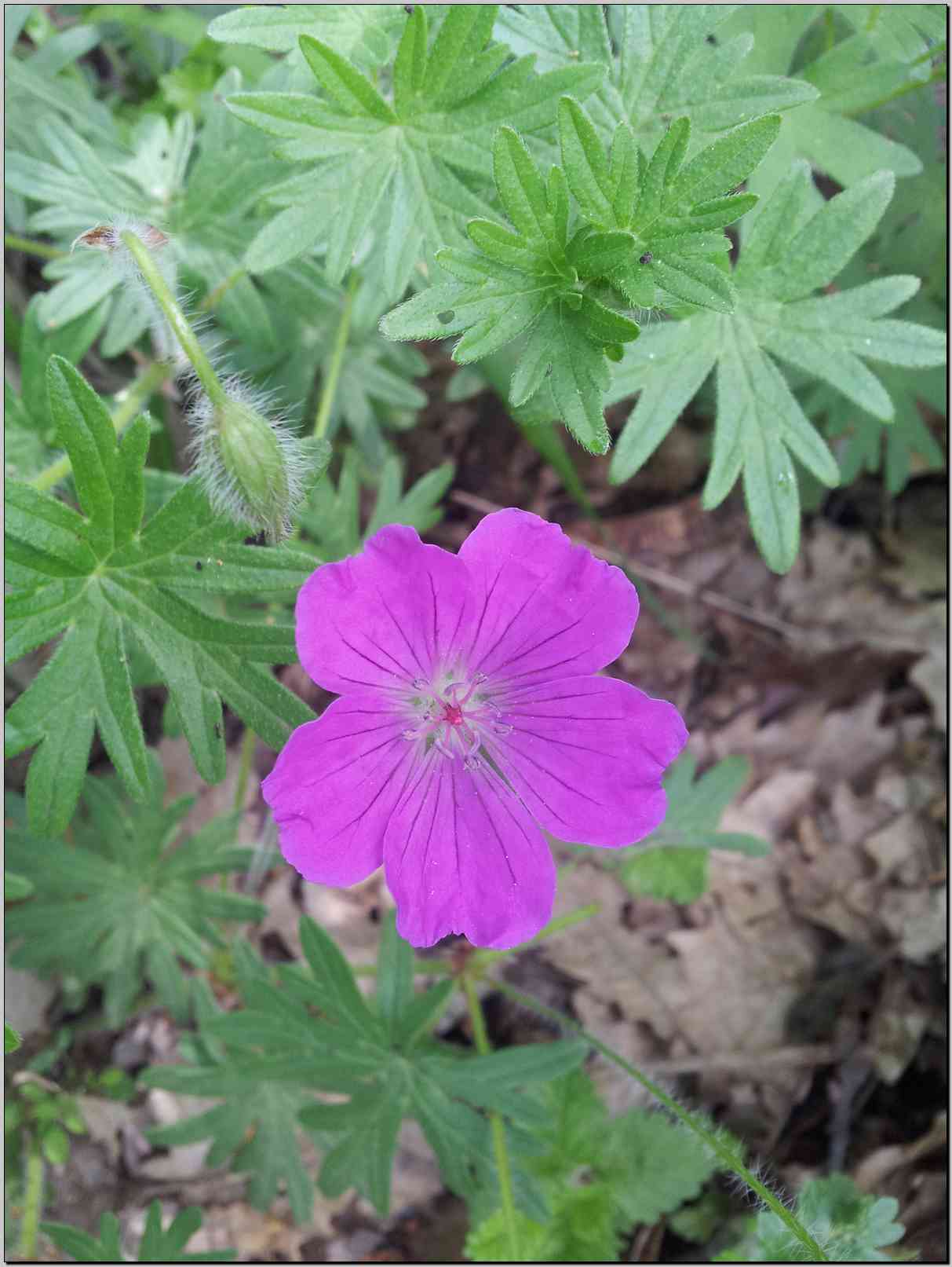 Geranium sanguineum