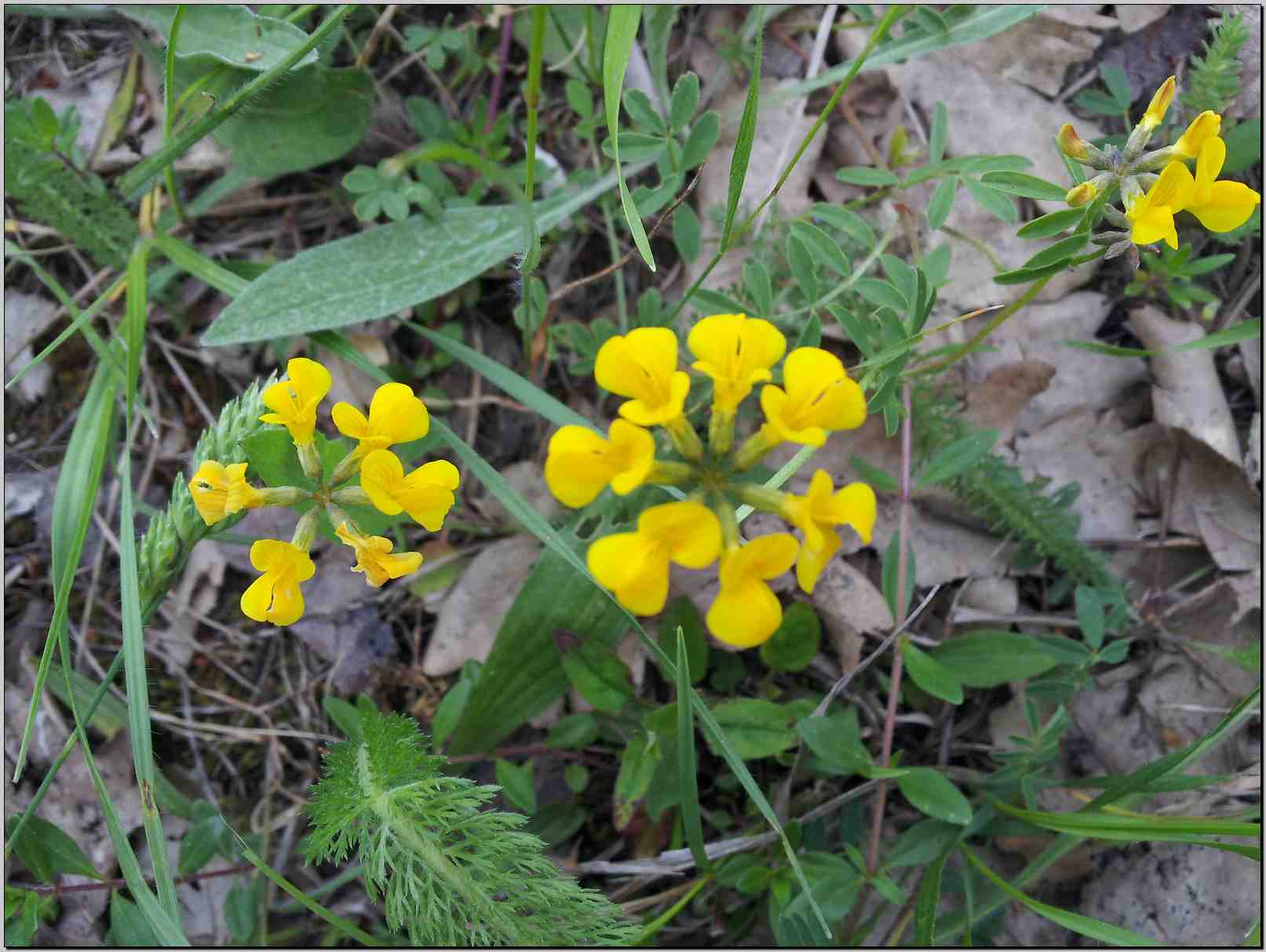 Hippocrepis comosa