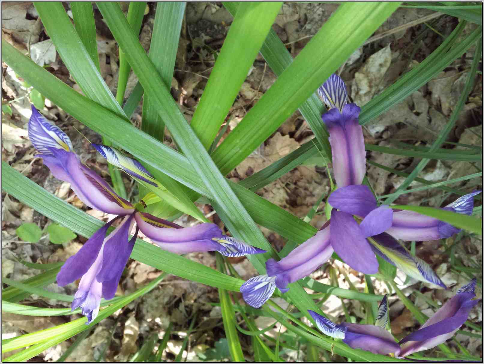 Iris graminea