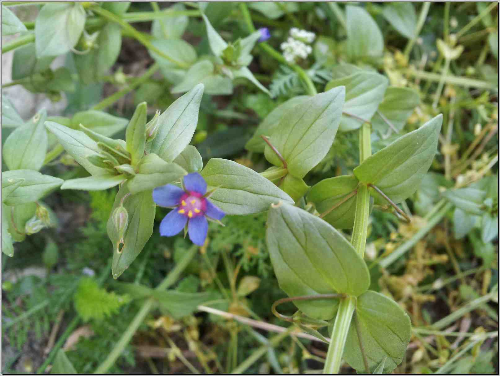 Lysimachia (=Anagallis) arvensis