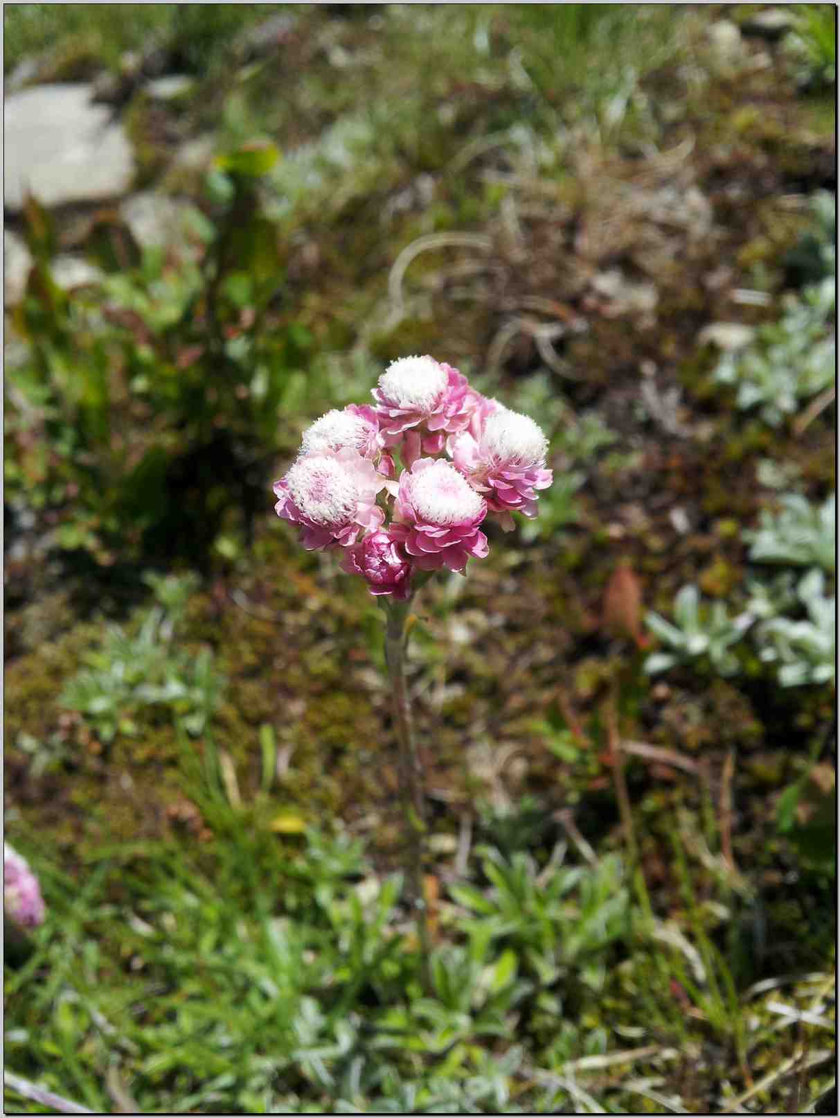 aiuto identificazione - Antennaria sp.