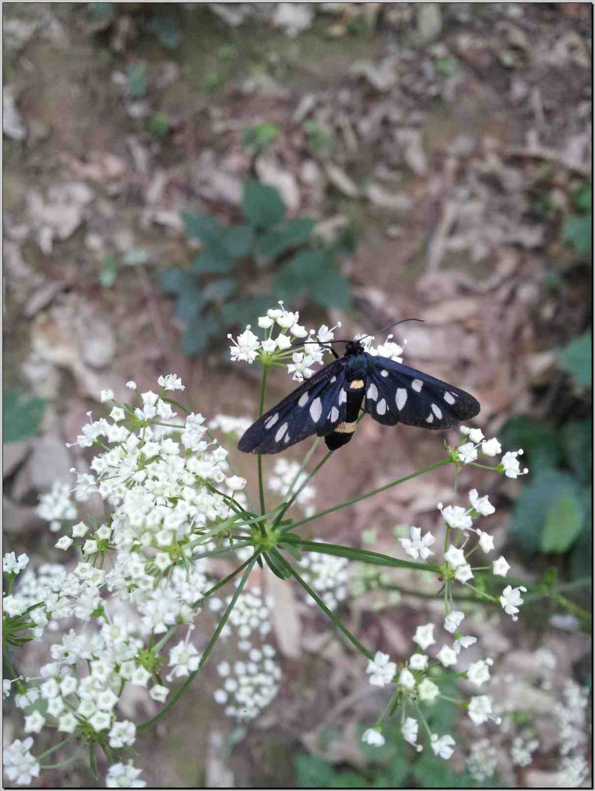 Physospermum cornubiense / Fisospermo di Cornovaglia