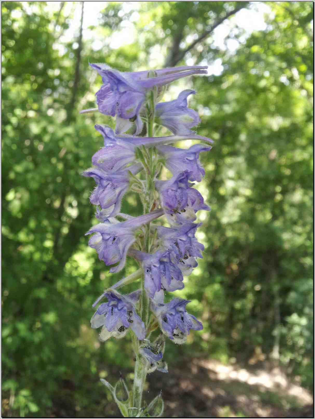 Delphinium cfr. fissum