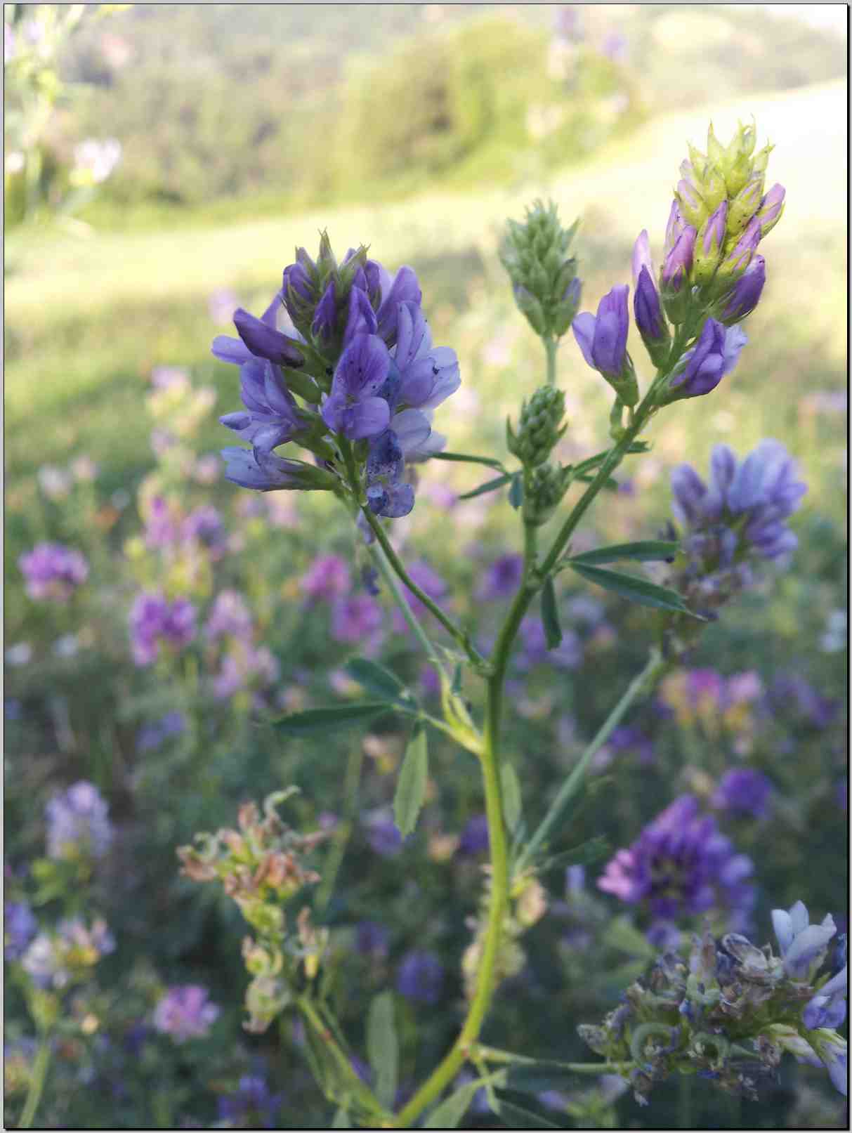 Medicago sativa