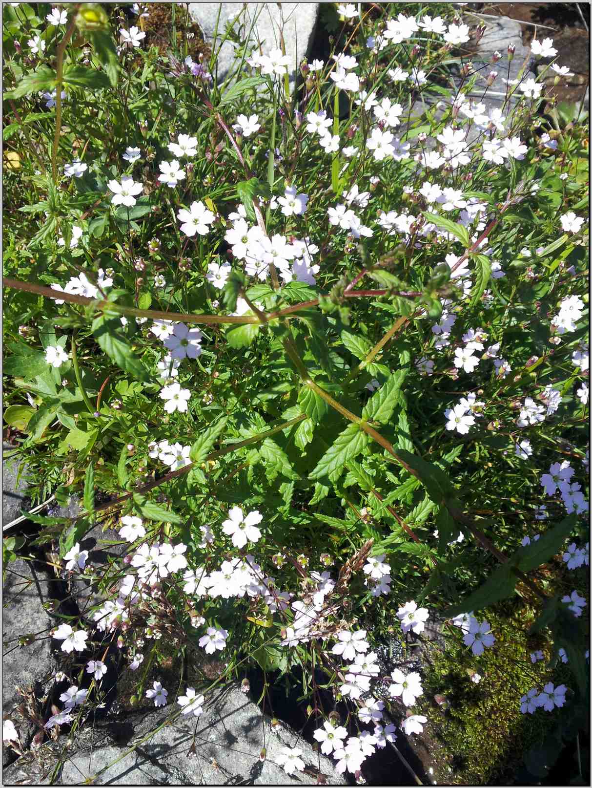 aiuto determinazione - Heliosperma alpestre/pusilla ?